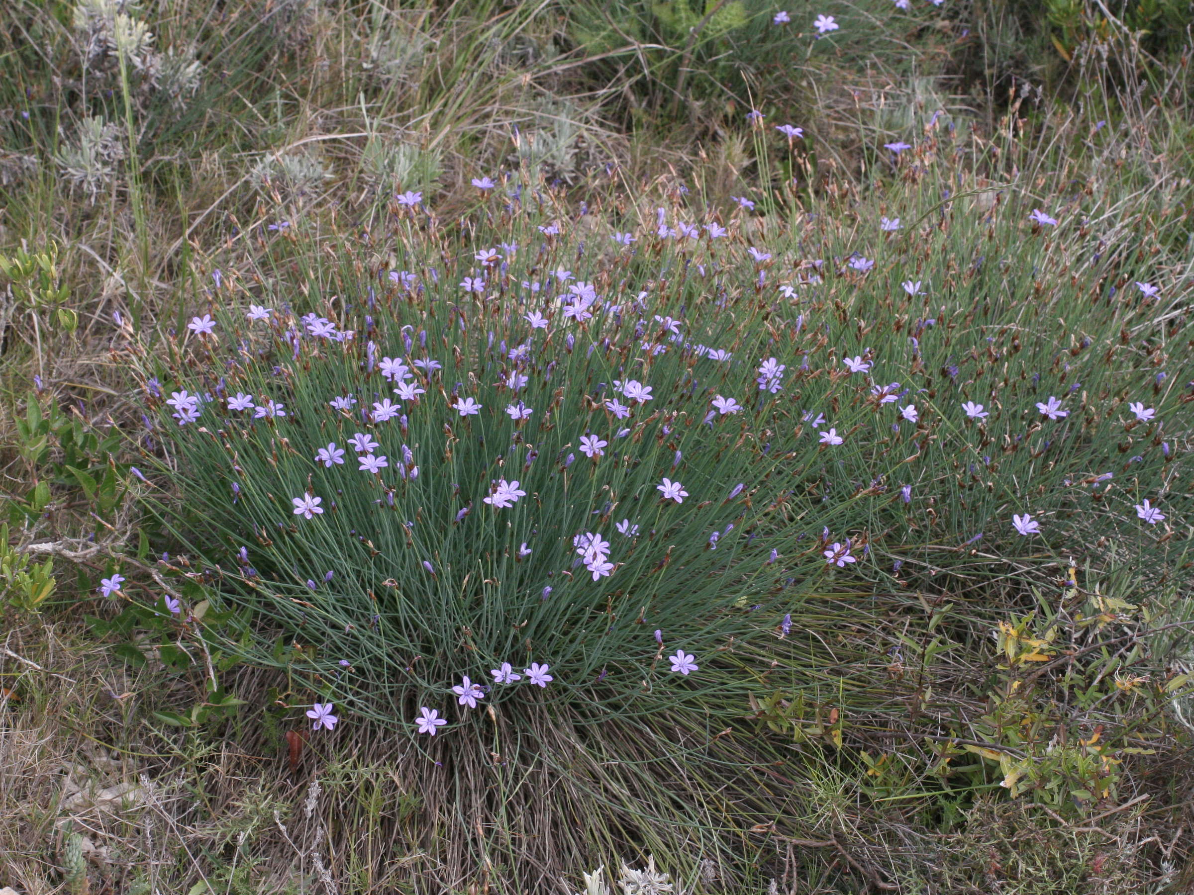 aphyllanthes_monspeliensis1md