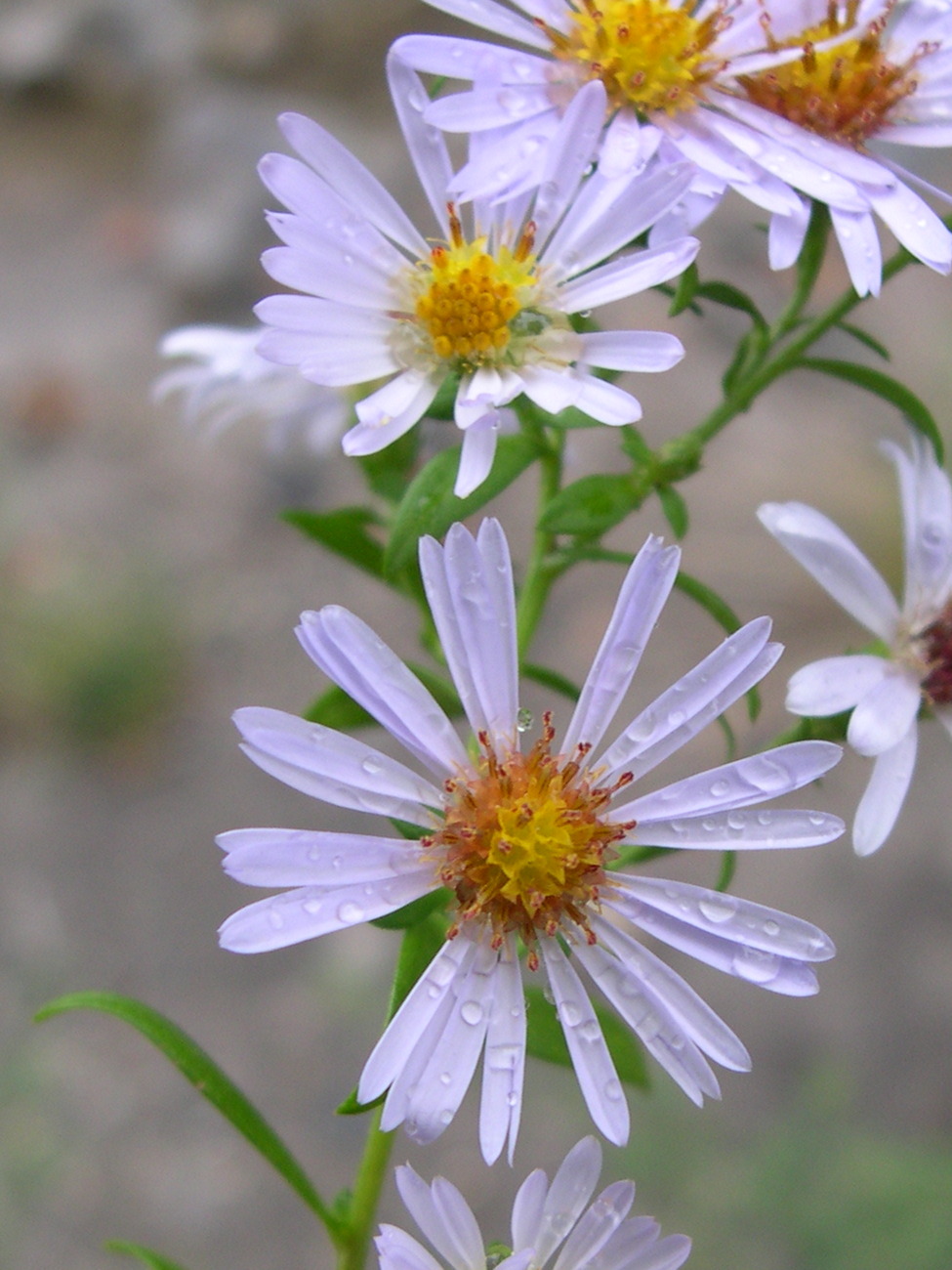 aster_novi-belgii3md