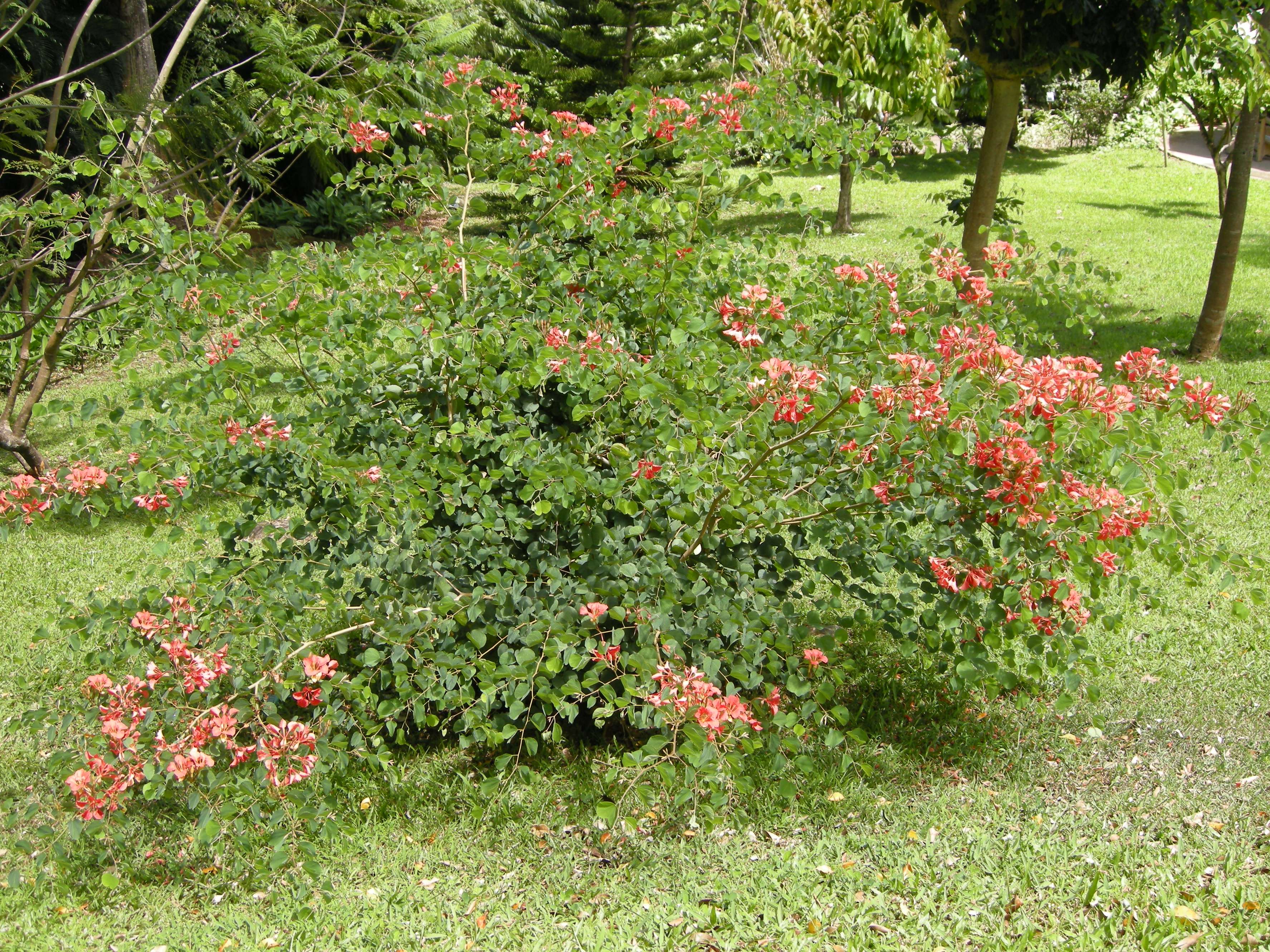 Afficher le média bauhinia_galpinii1md bauhinia_galpinii1md