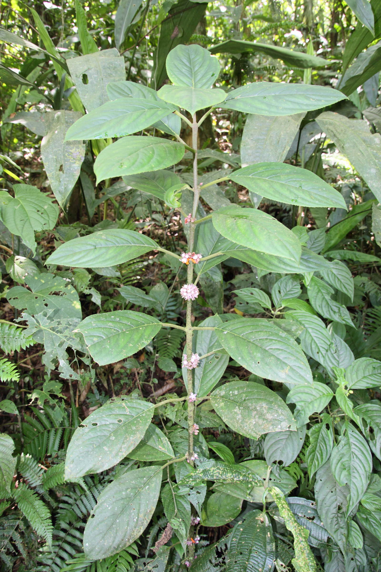 besleria_notabilis1md