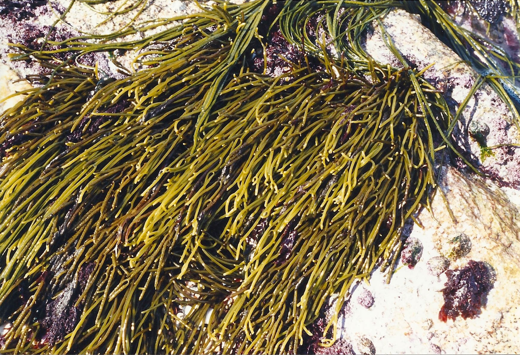 Afficher le média bifurcaria_bifurcata1md bifurcaria_bifurcata1md