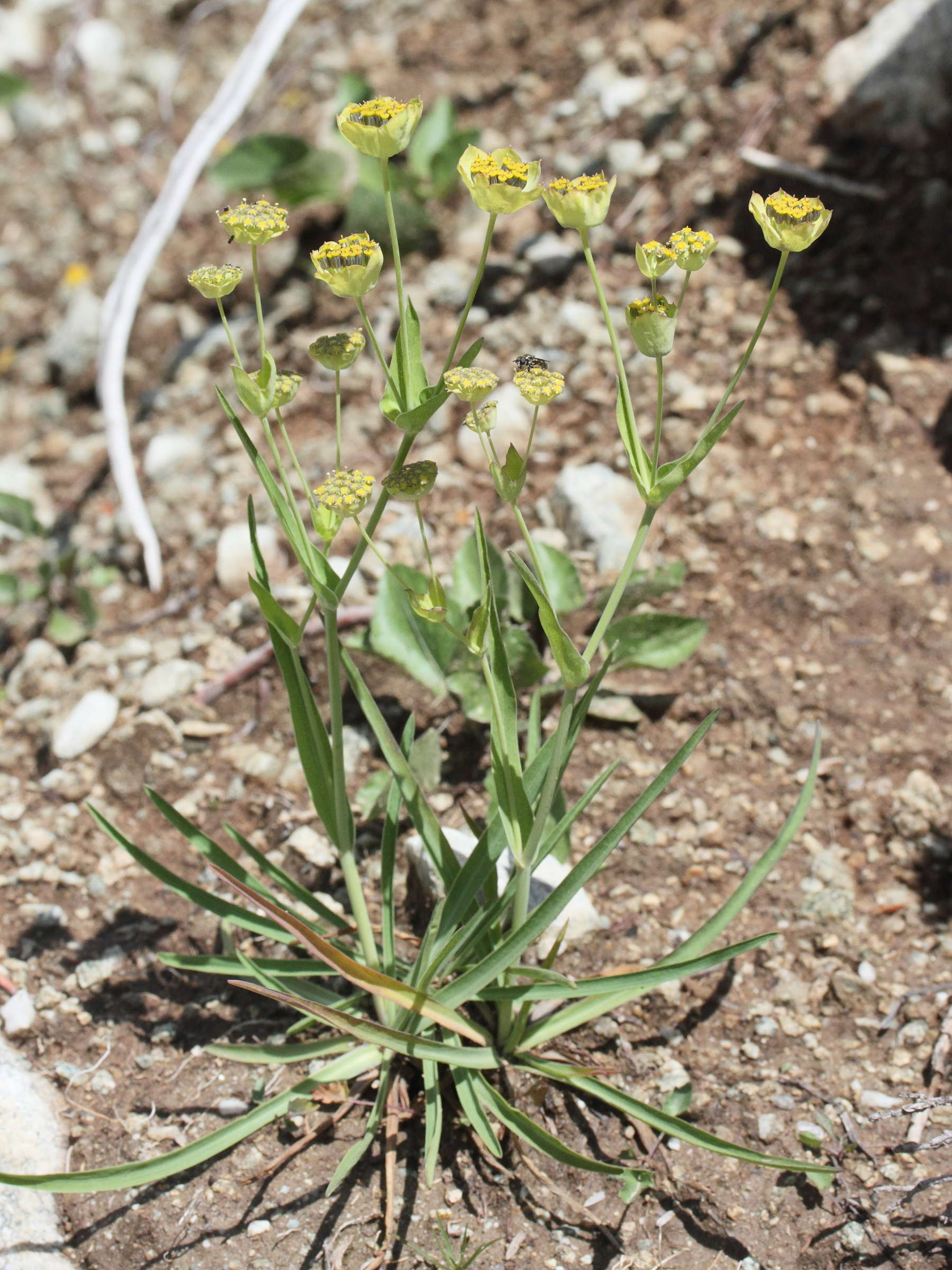 bupleurum_stellatum3md