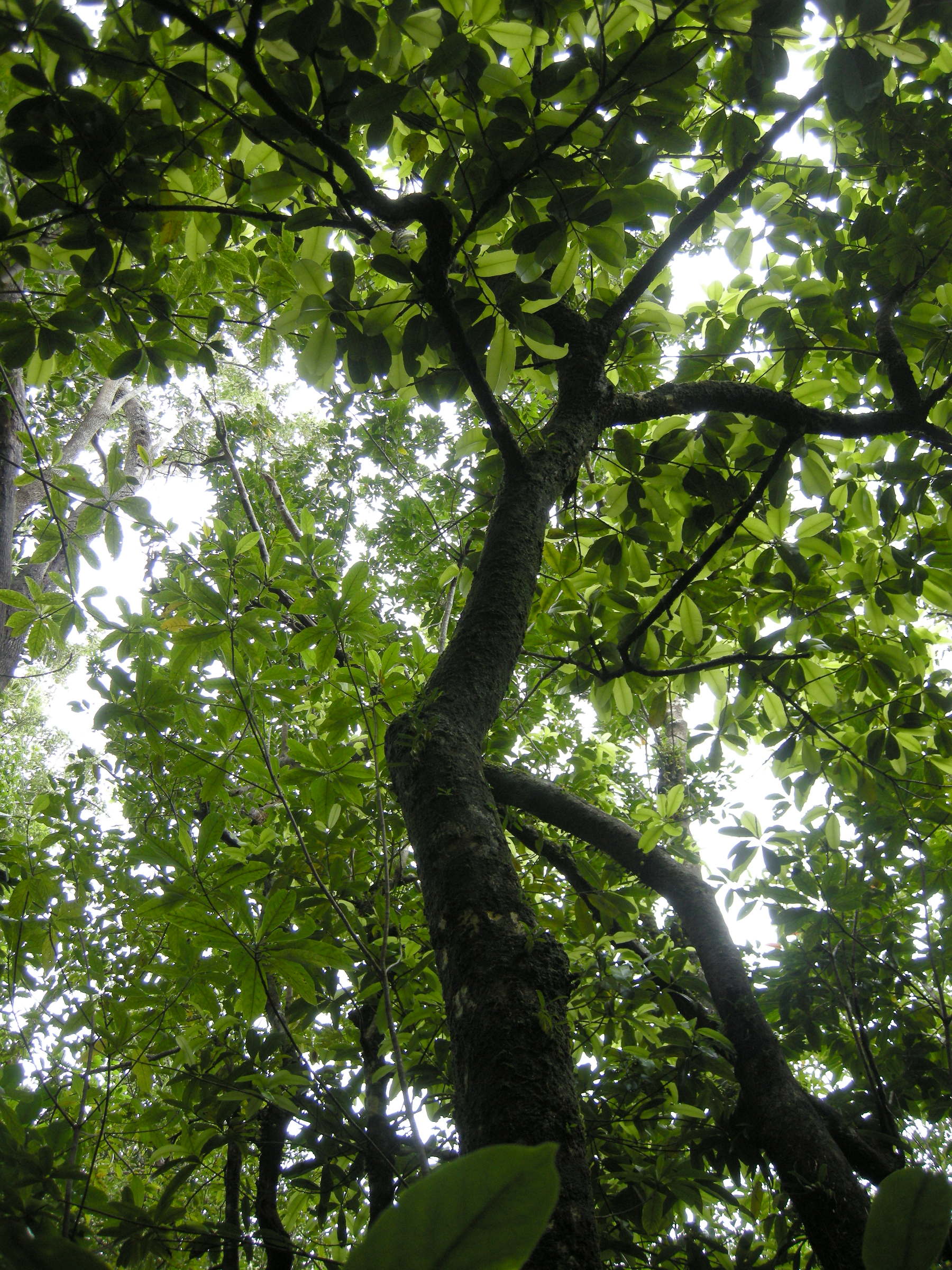 calophyllum_tacamahaca1md