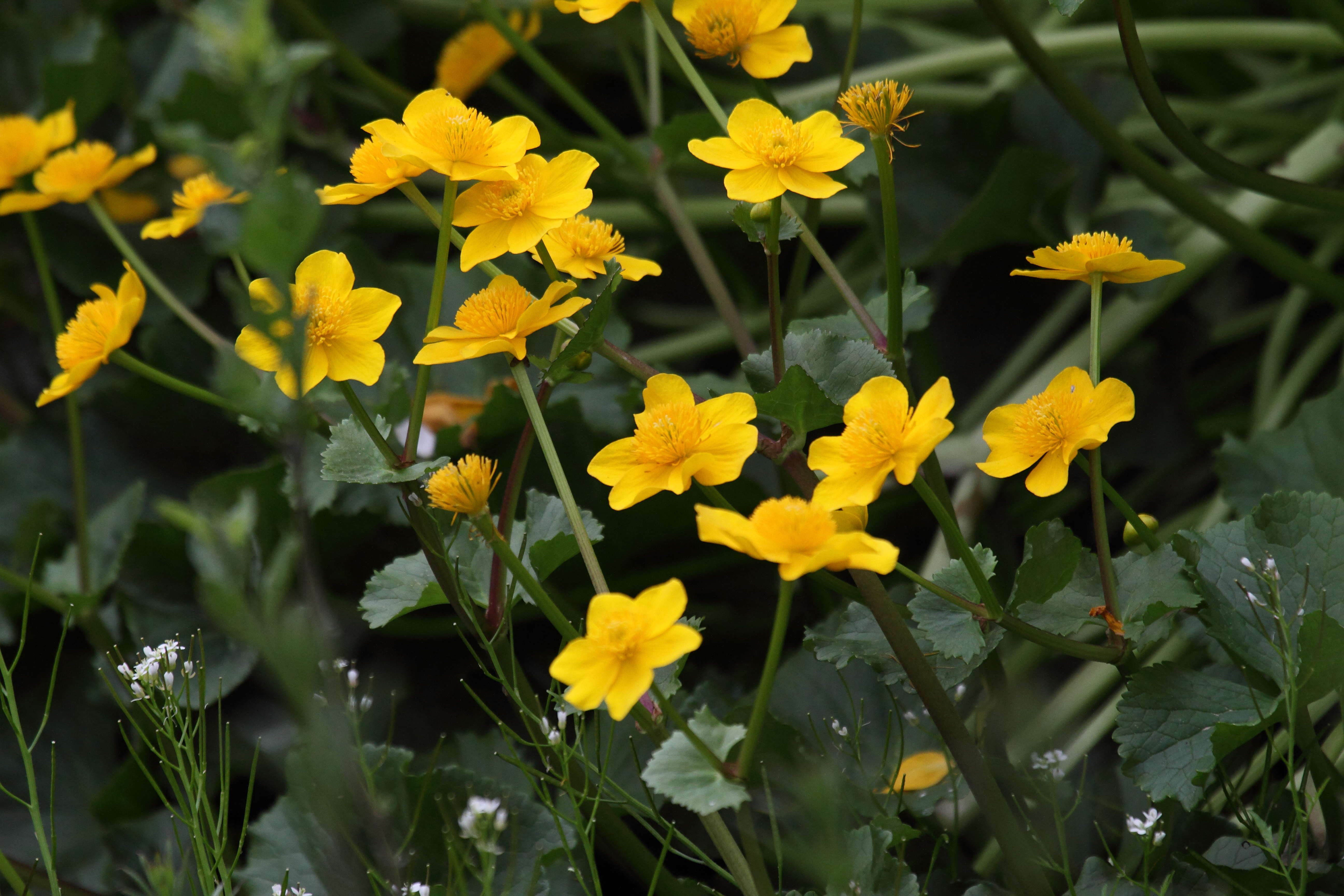 Afficher le média caltha_palustris2bd caltha_palustris2bd