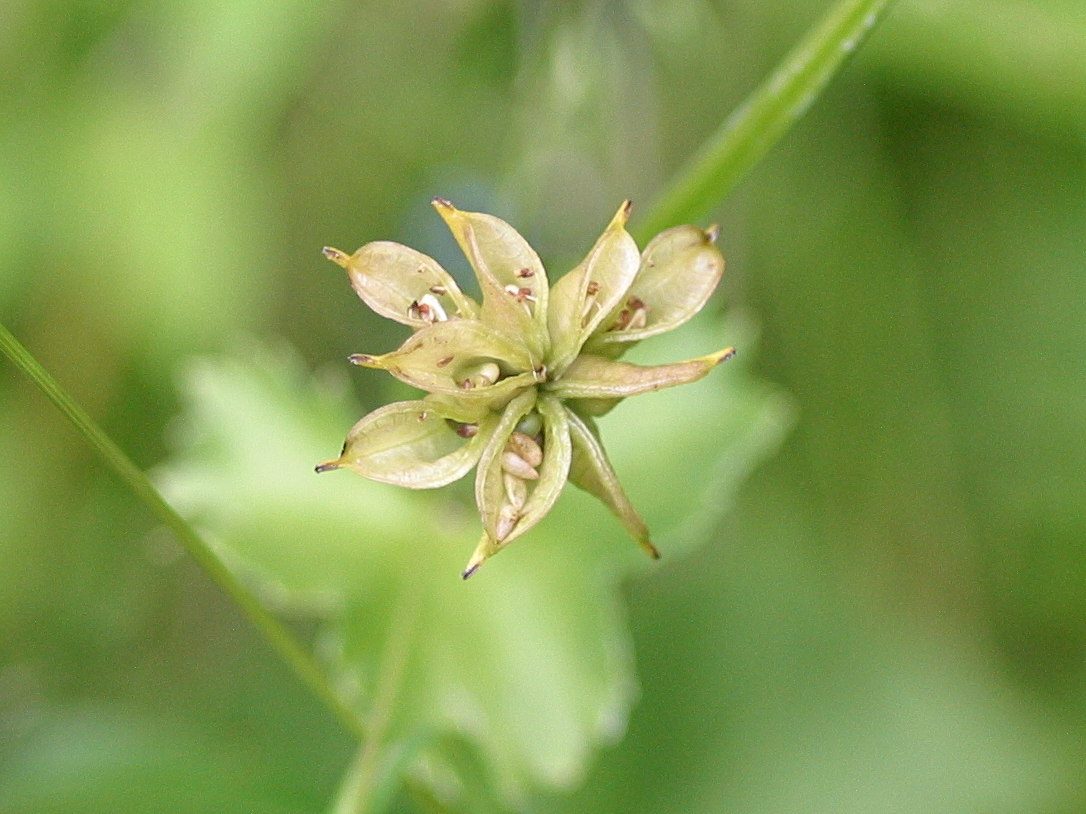 Afficher le média caltha_palustris5bd caltha_palustris5bd