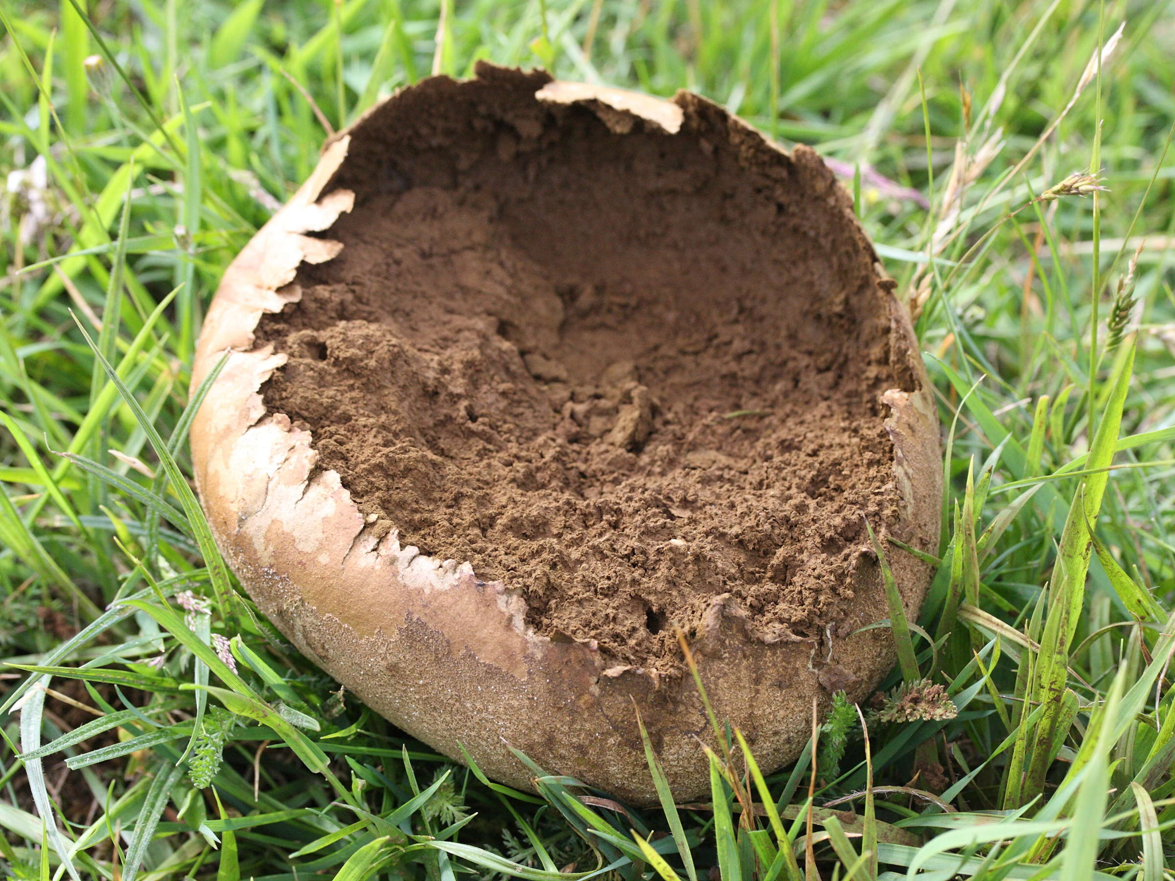 calvatia_utriformis4md