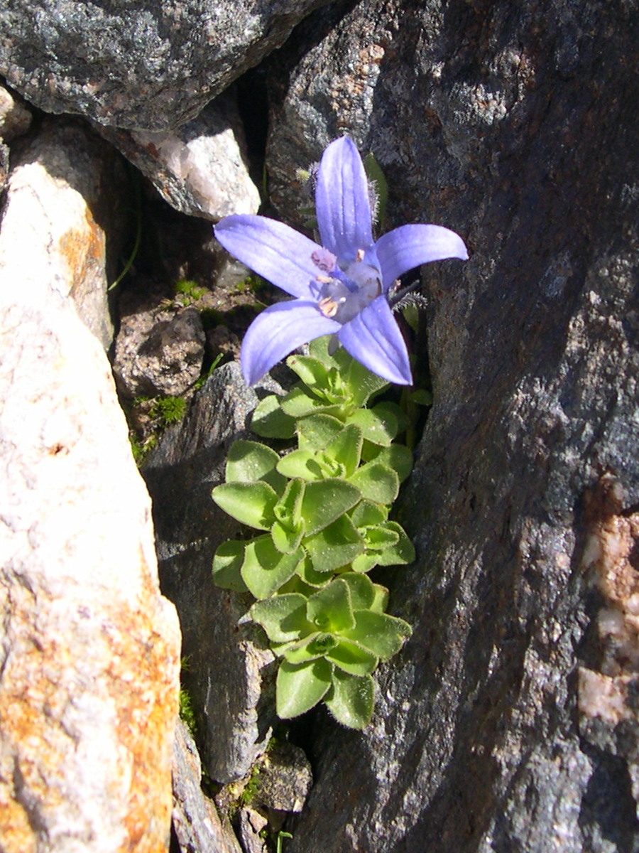 campanula_cenisia2md