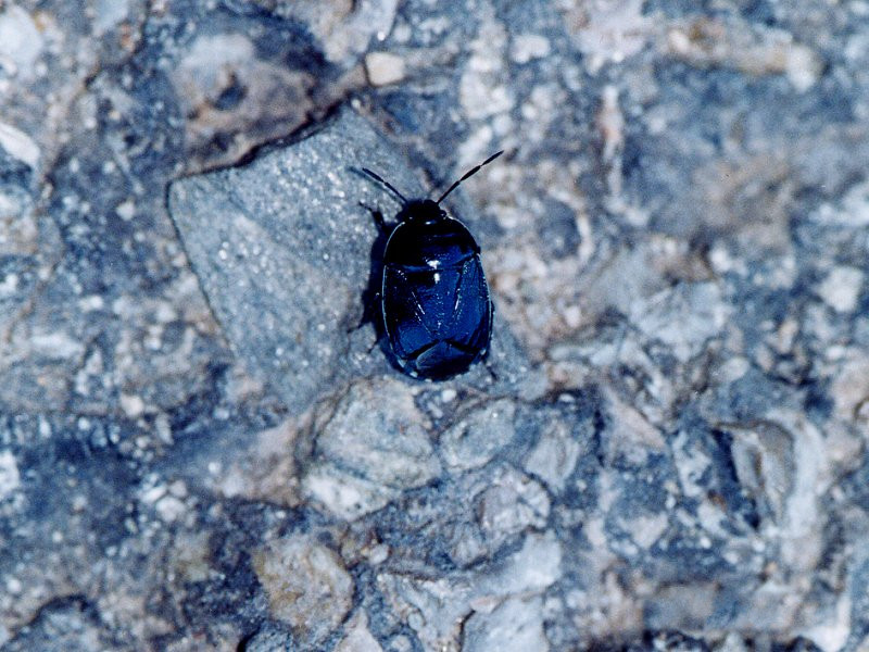 canthophorus_maculipes1md