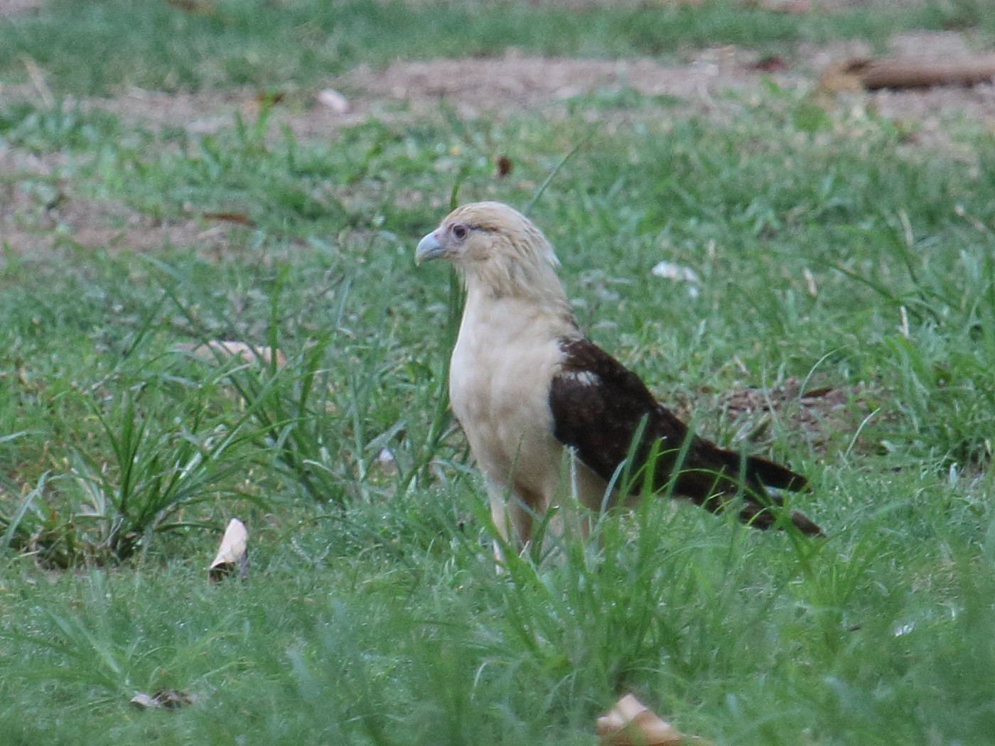 caracara_a_tete_jaune_-_milvago_chimachima3bd