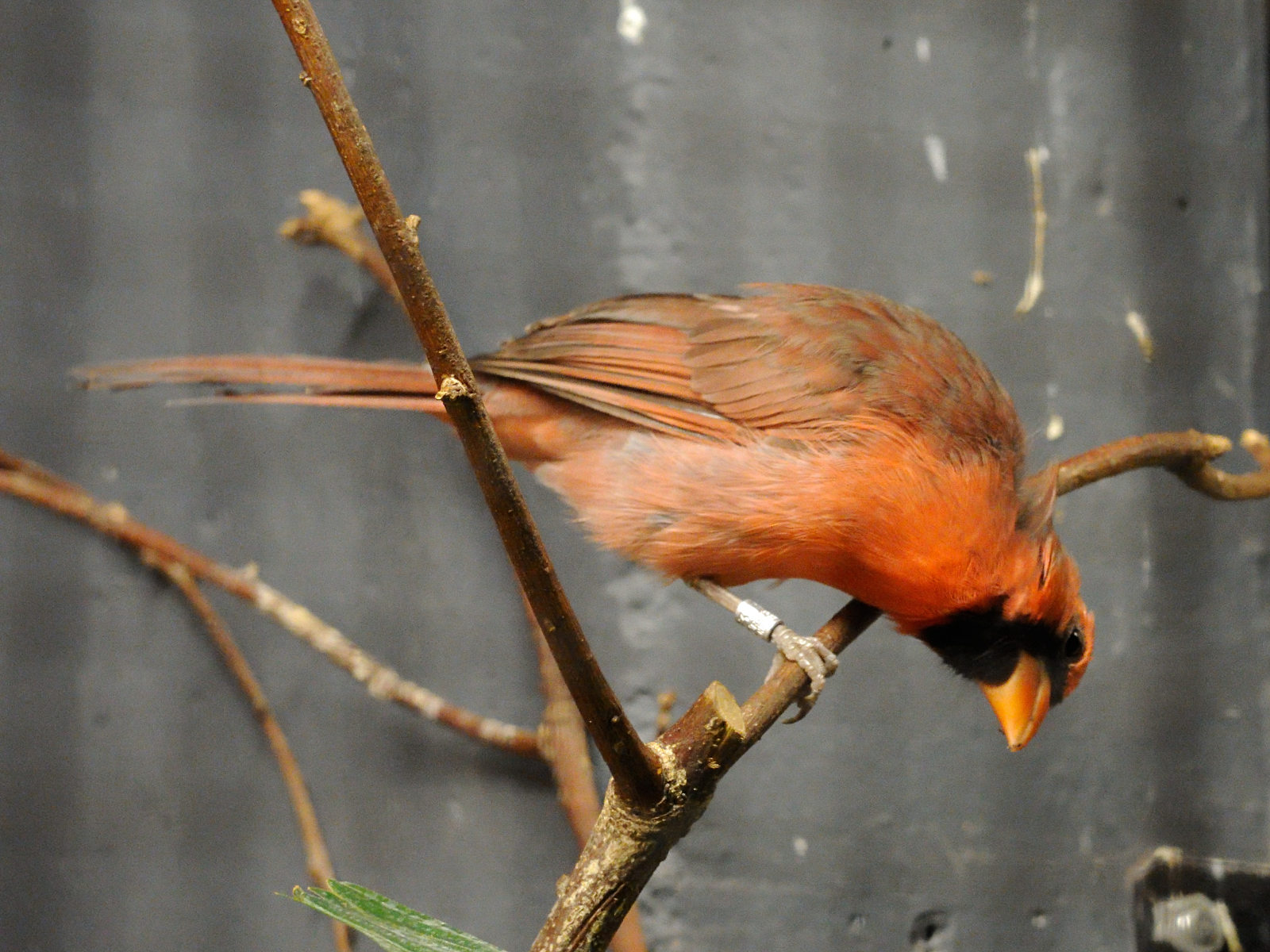 cardinal_rouge_-_cardinalis_cardinalis1md