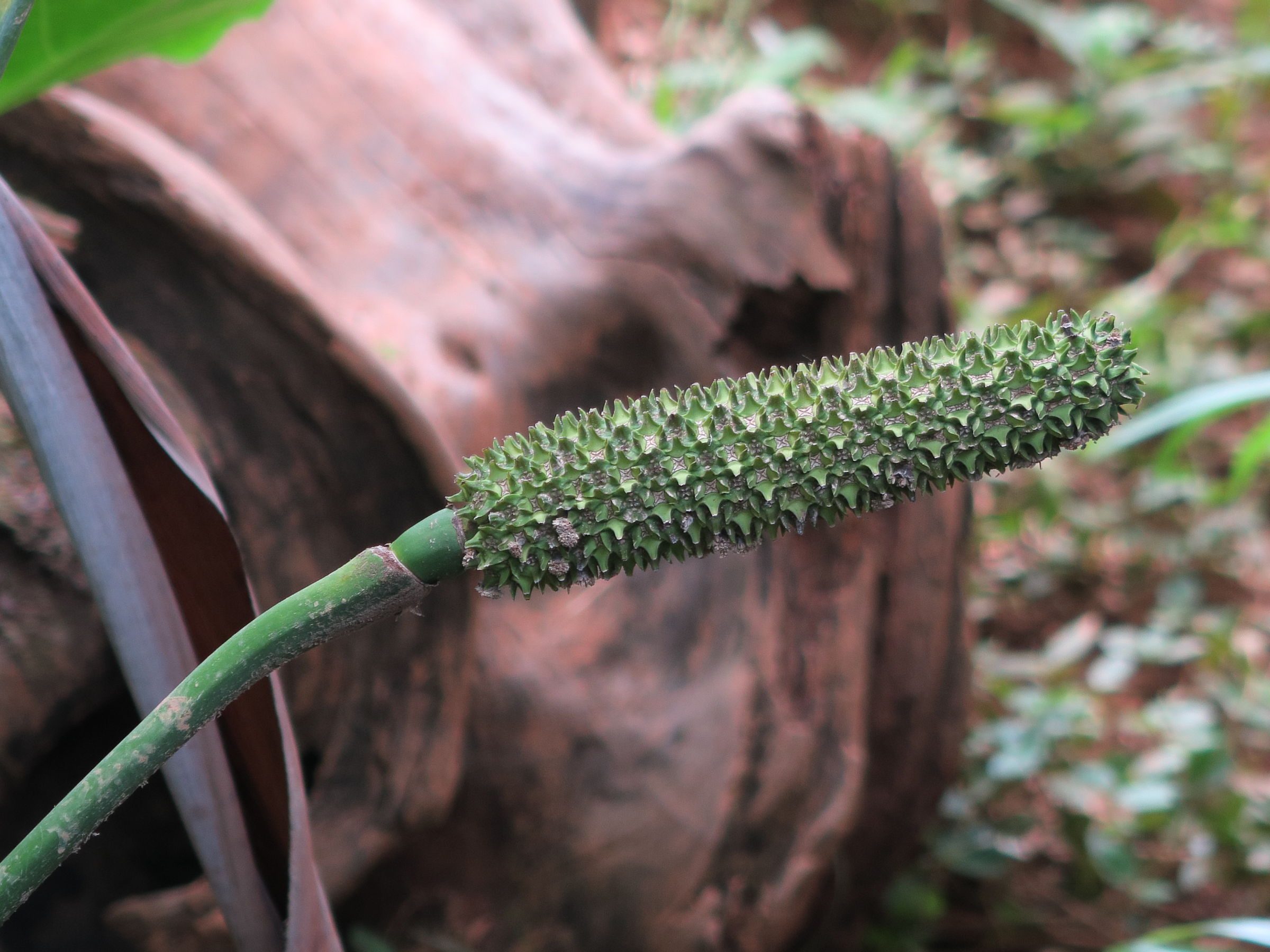 carludovica_palmata3md