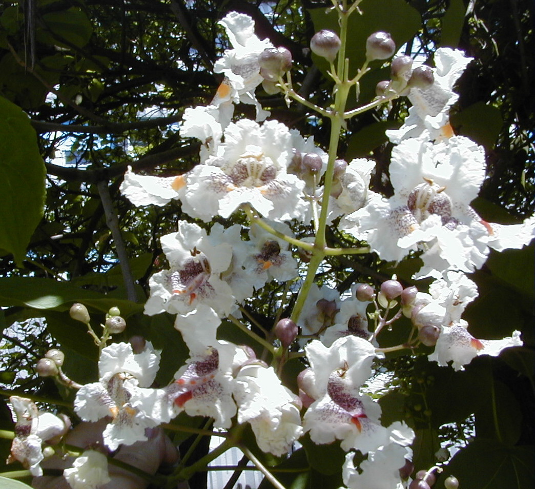 catalpa_bignonioides4md