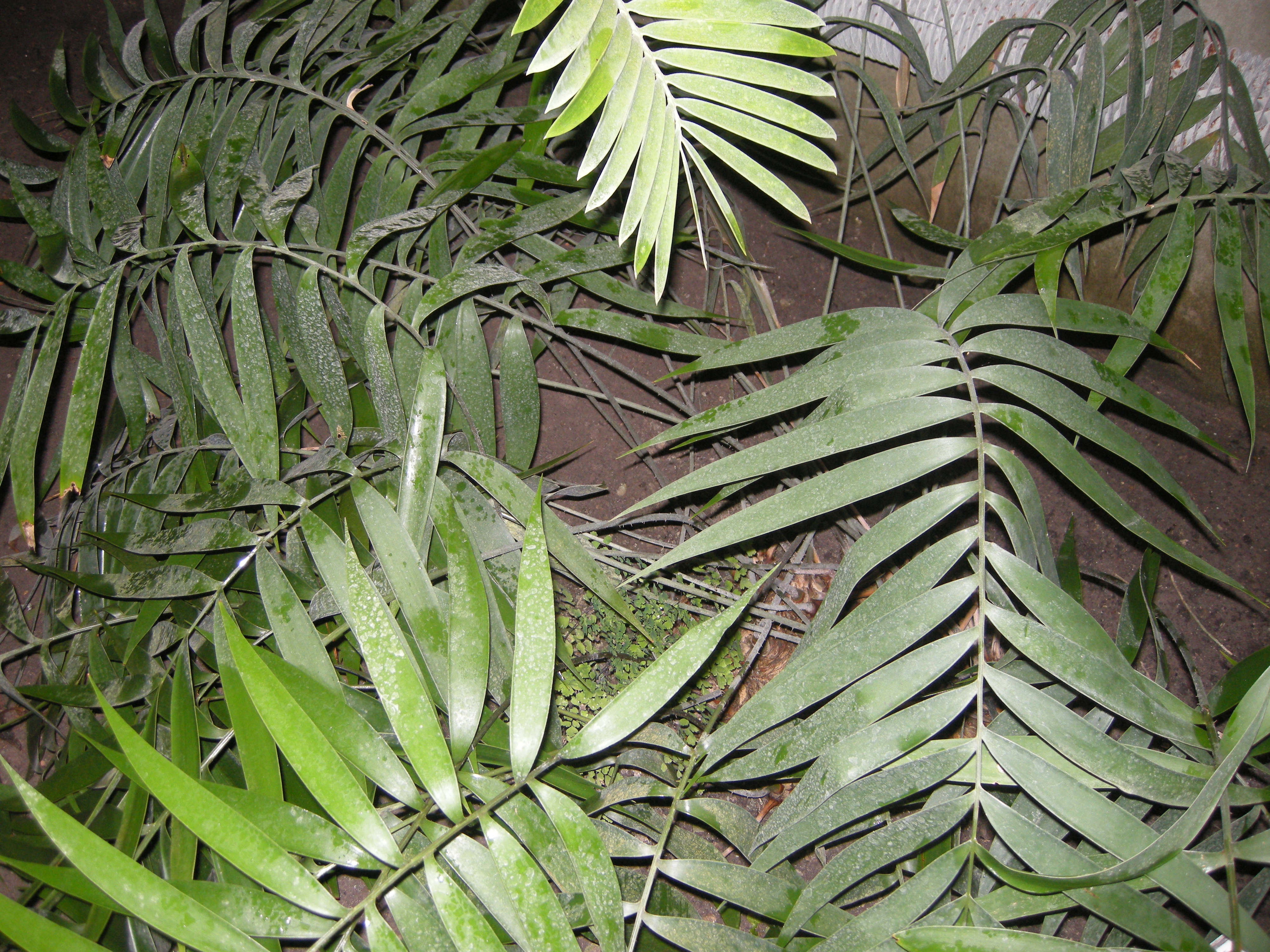 ceratozamia_fuscoviridis1md