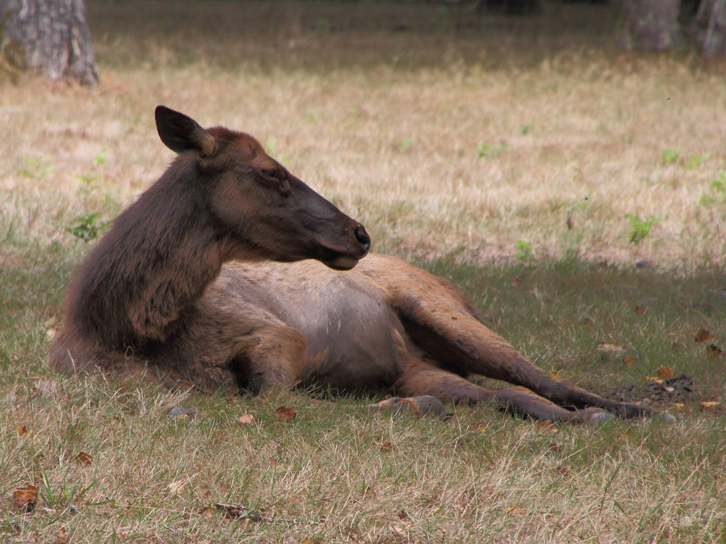 cervus_canadensis2md