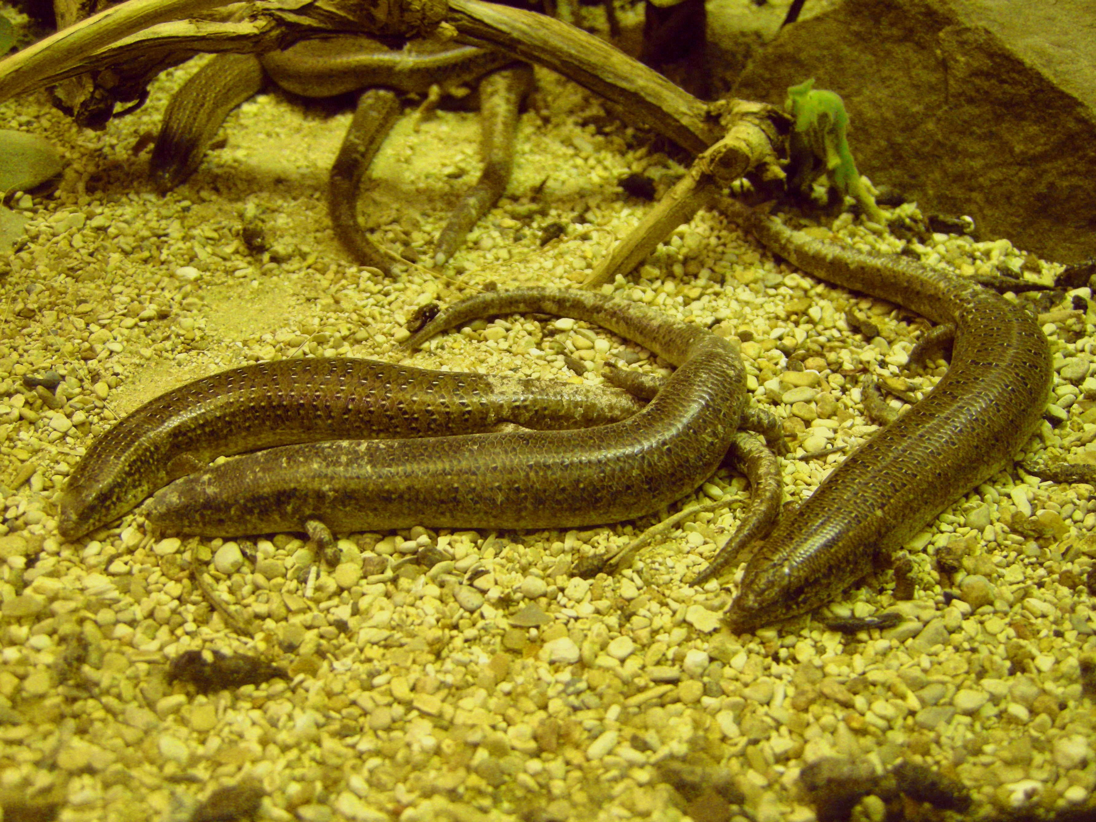 Chalcides_ocellatus