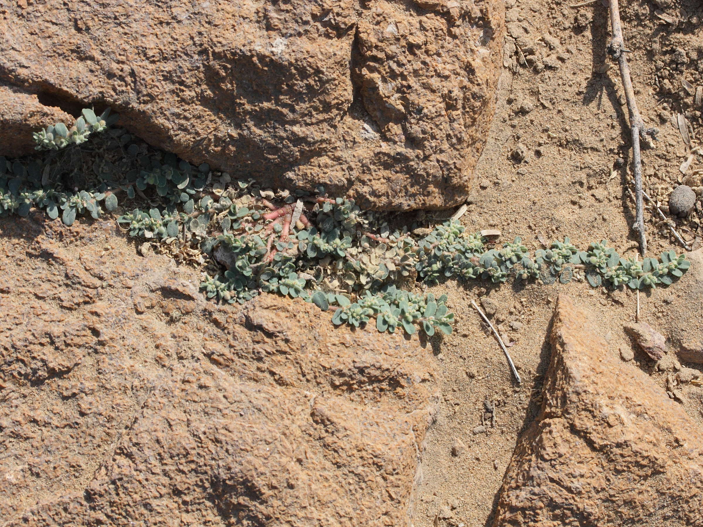 chamaesyce_granulata1md