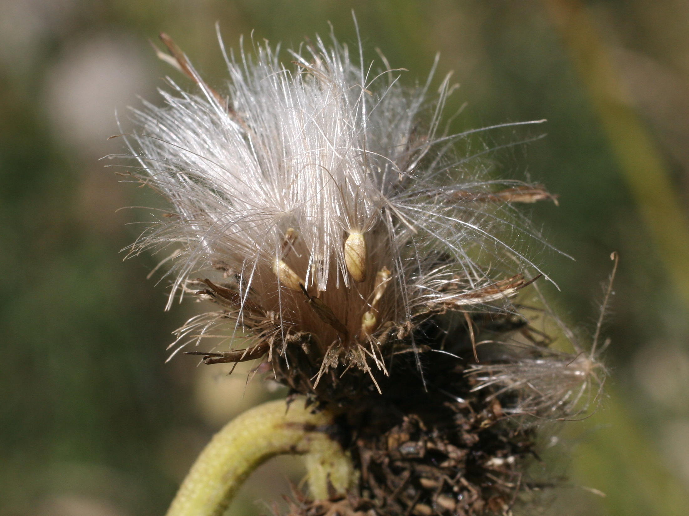 Afficher le média cirsium_erisithales2md cirsium_erisithales2md