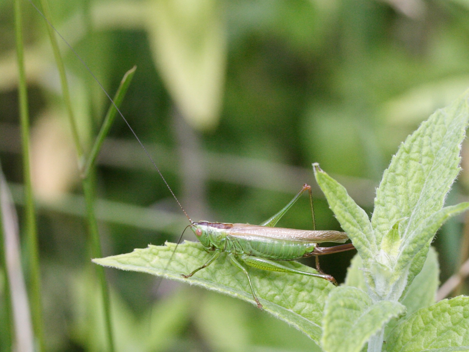 conocephalus_fuscus2md