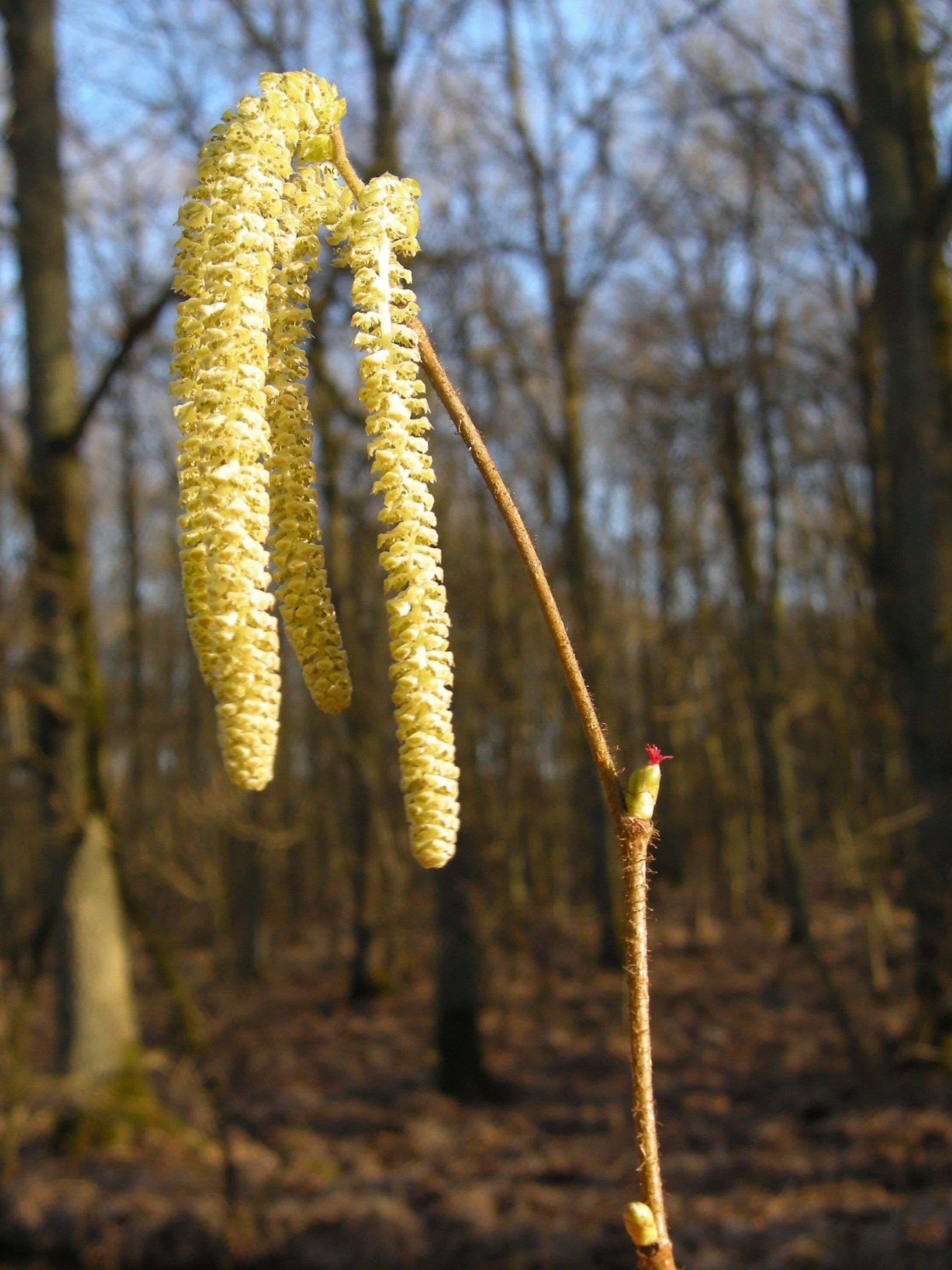 Afficher le média corylus_avellana3amd corylus_avellana3amd