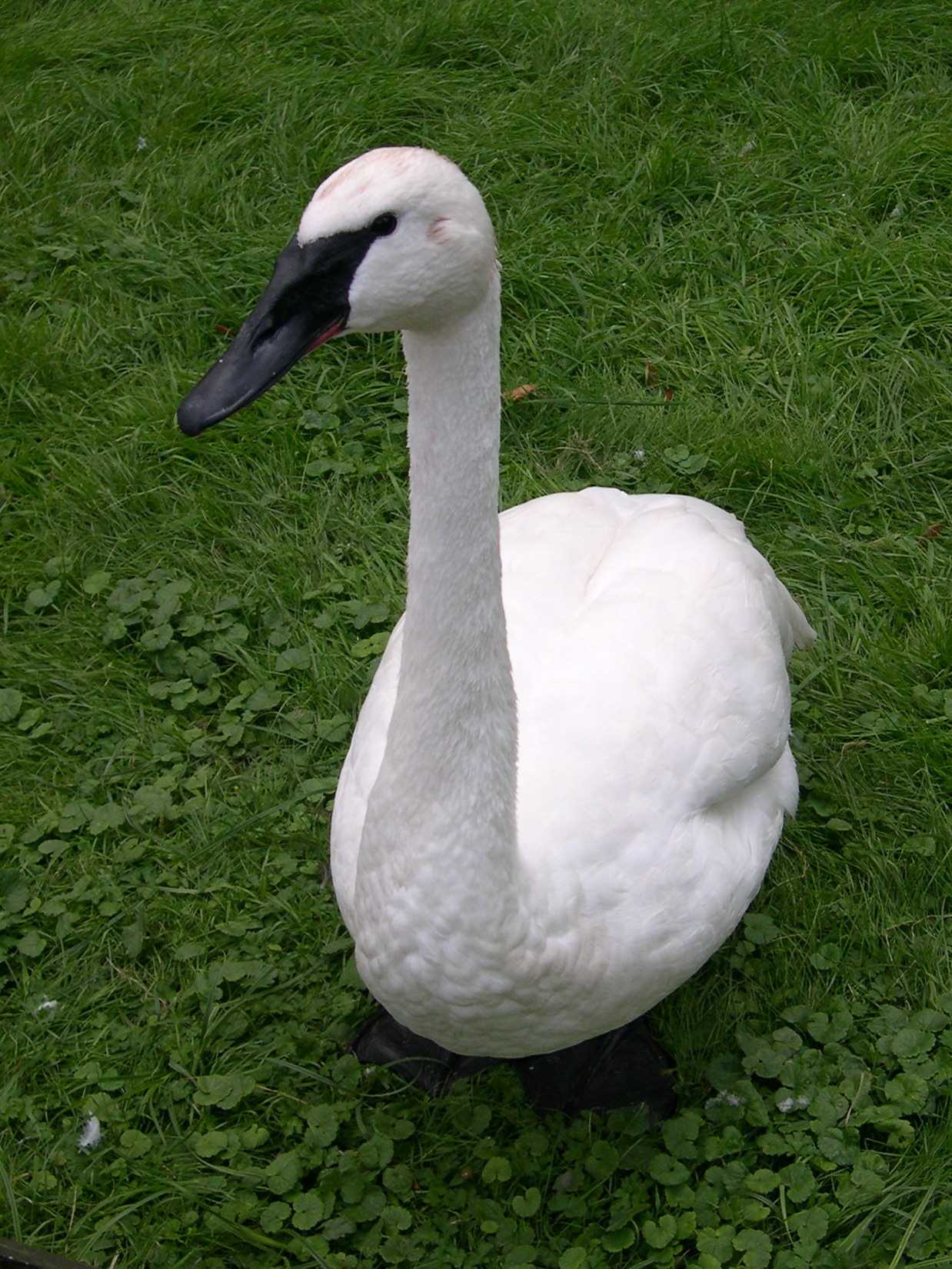 cygne_trompette_-_cygnus_buccinator1md