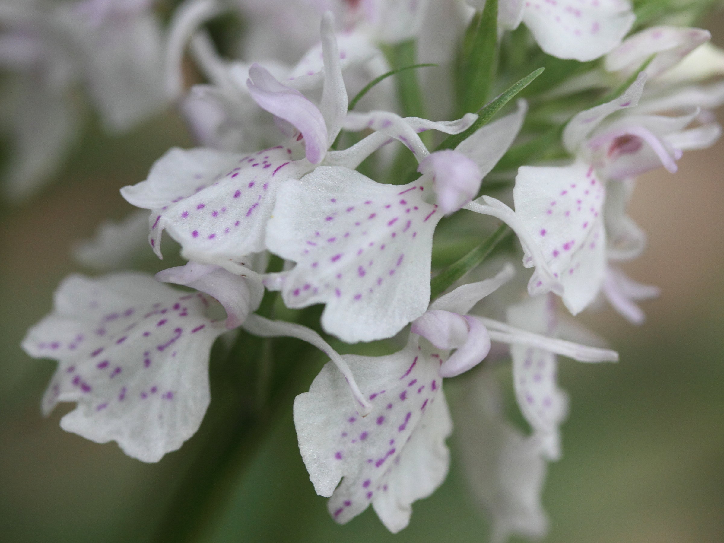 dactylorhiza_maculata6md