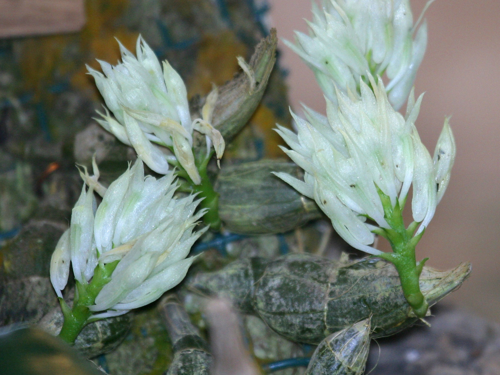 dendrobium_mimiense2bd