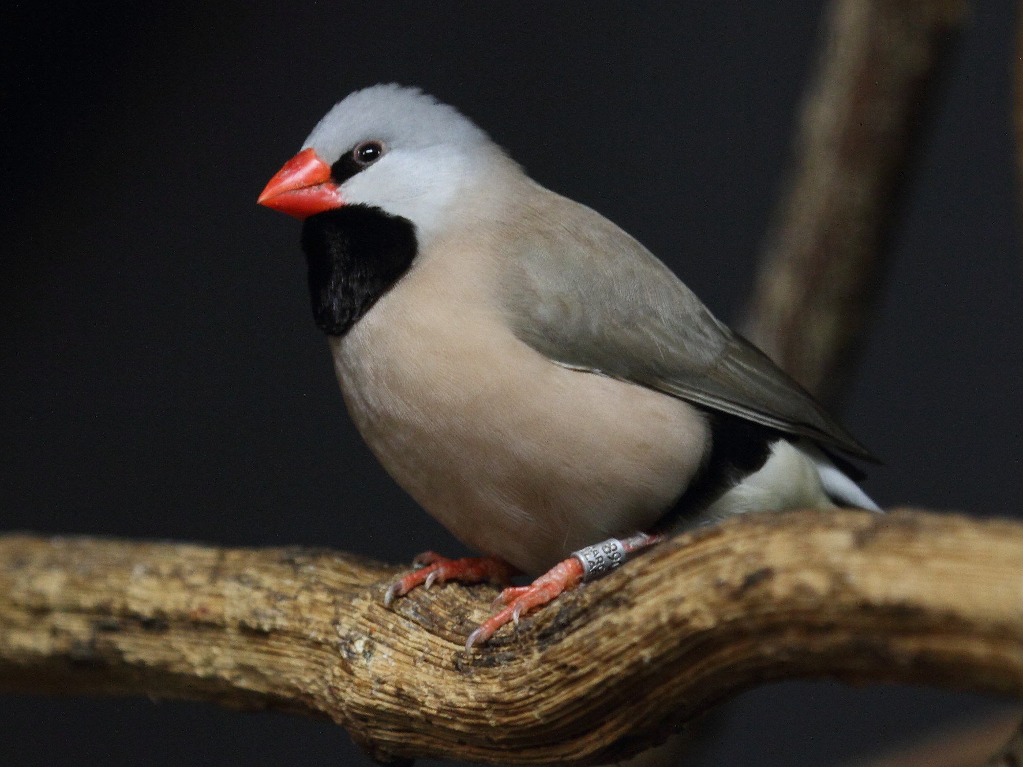 diamant_a_longue_queue_-_poephila_acuticauda2bd