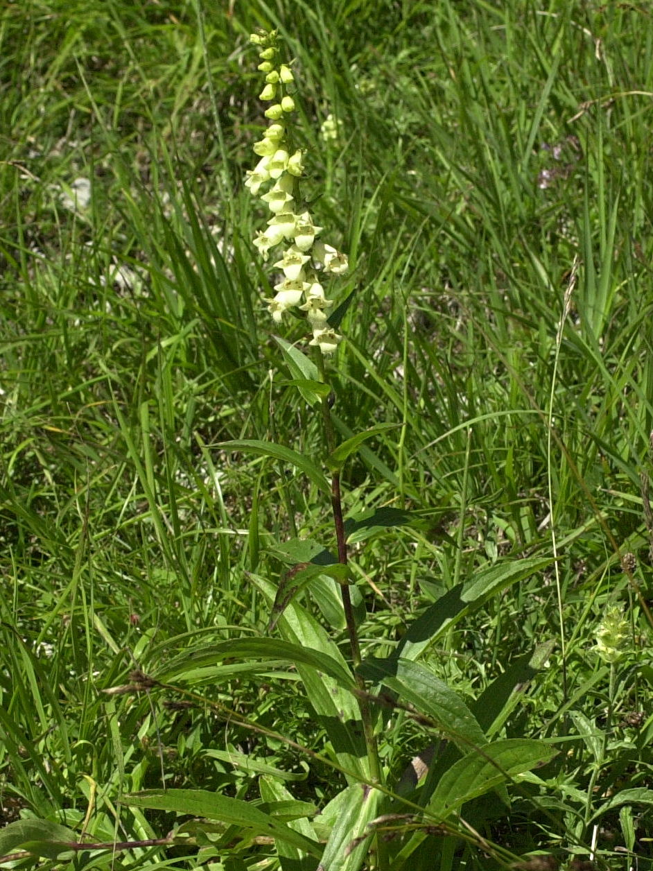 Afficher le média digitalis_lutea3md digitalis_lutea3md