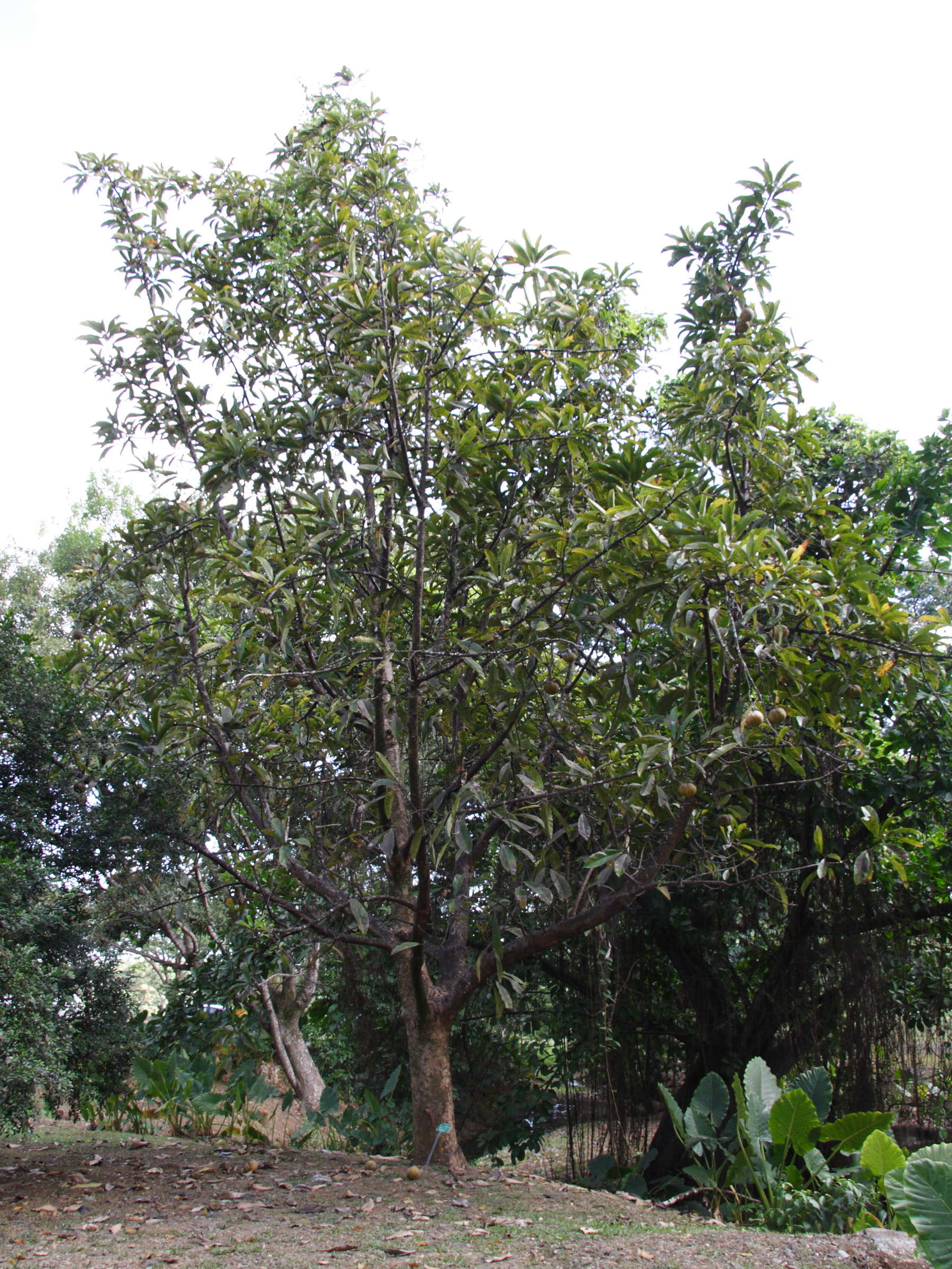 dillenia_indica6md