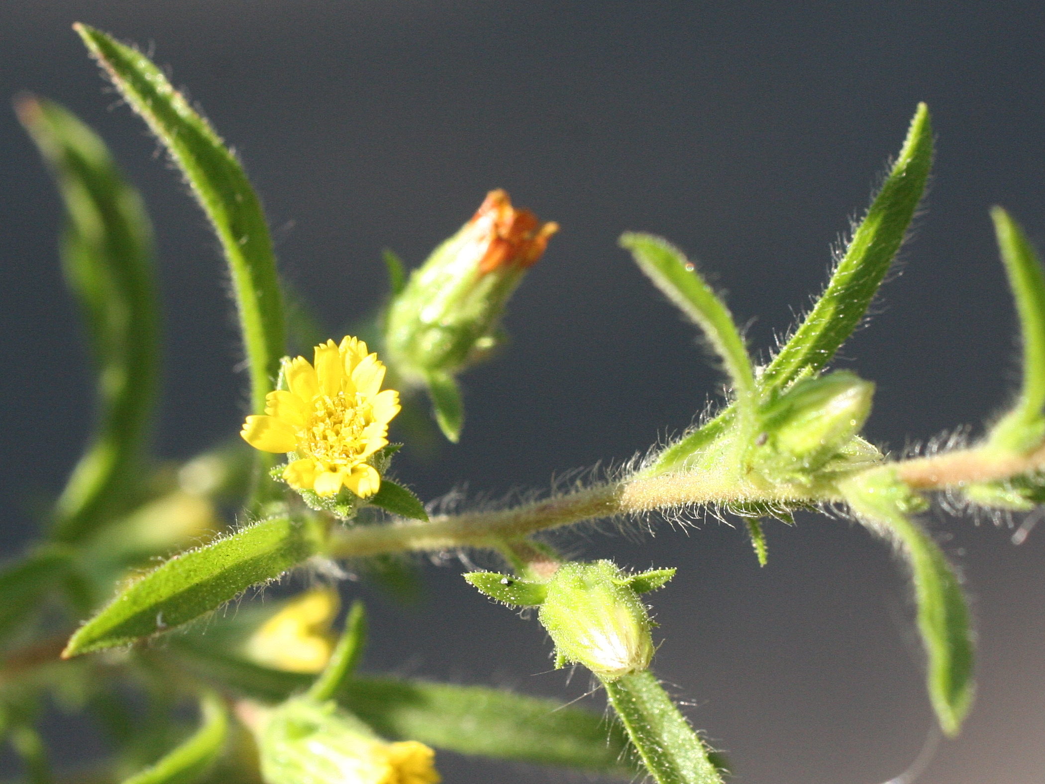 dittrichia_graveolens4md