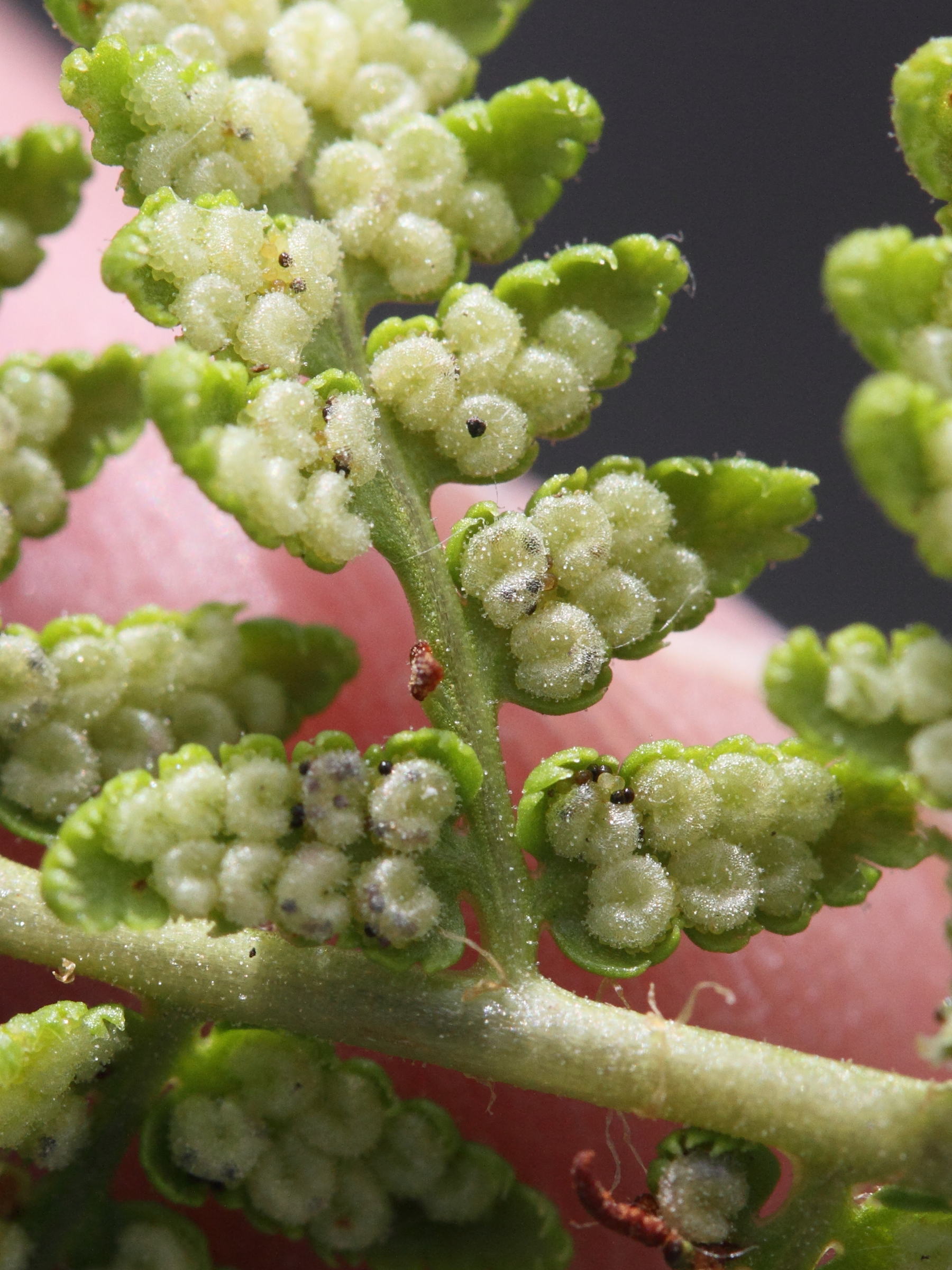 Afficher le média dryopteris_villarii2md dryopteris_villarii2md