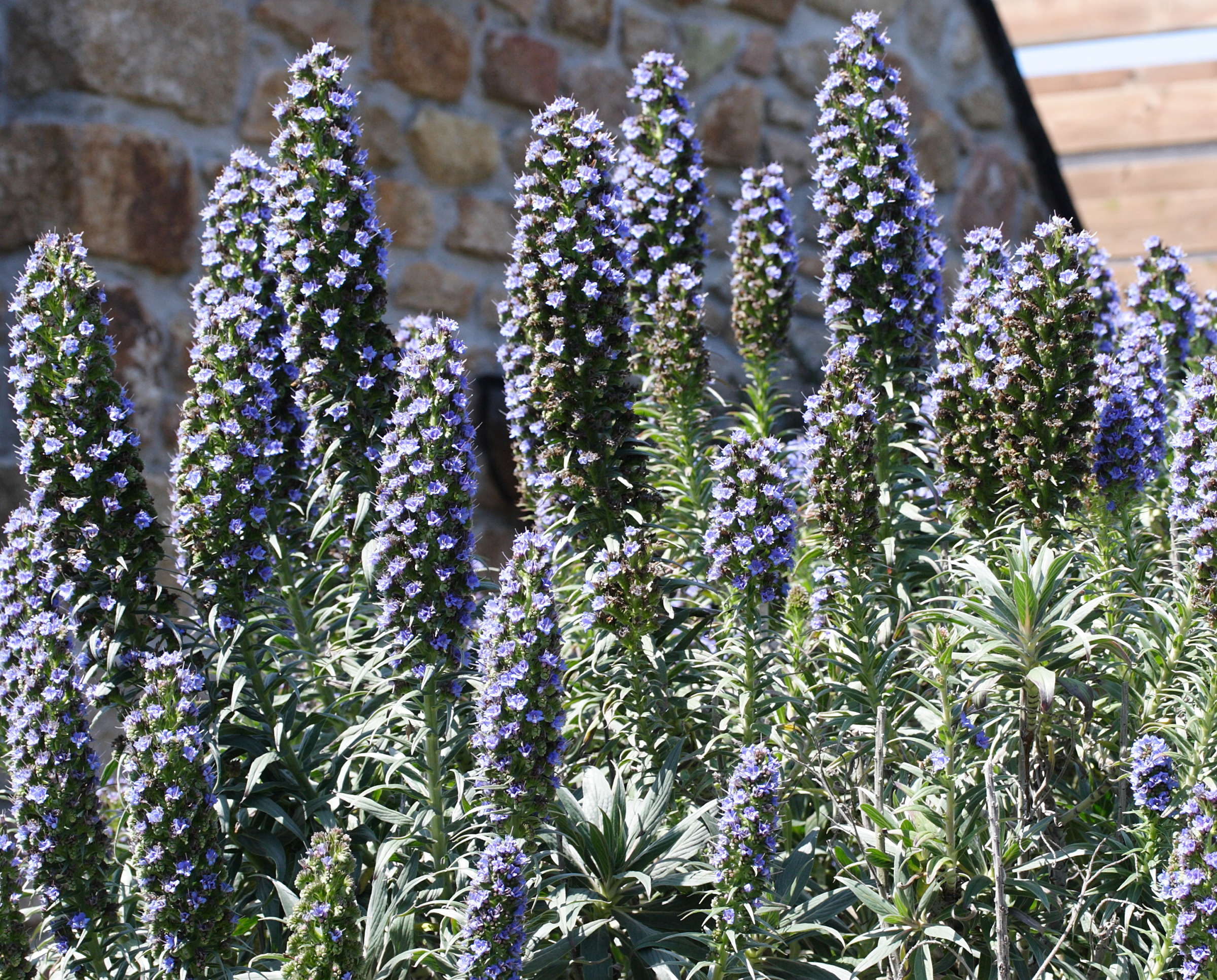 Afficher le média echium_candicans1bmd echium_candicans1bmd