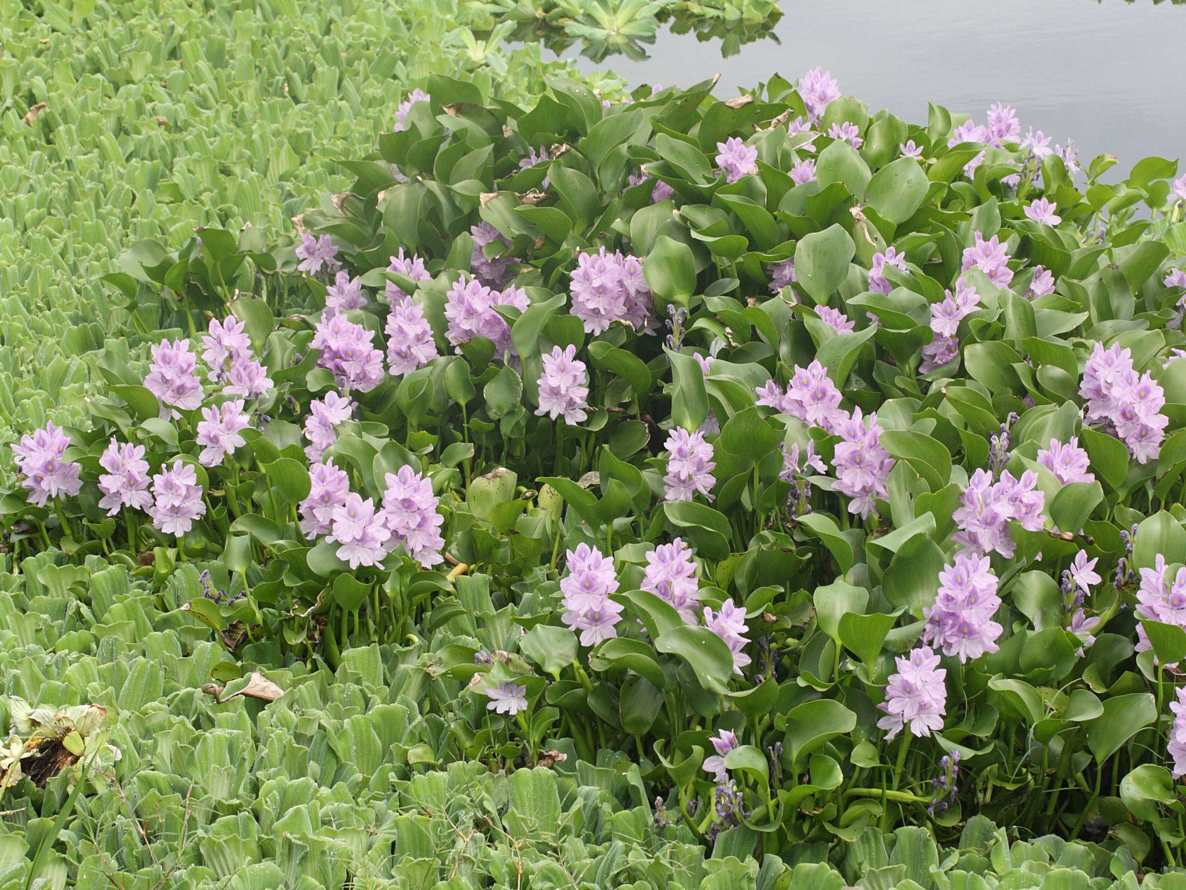 eichhornia_crassipes5md