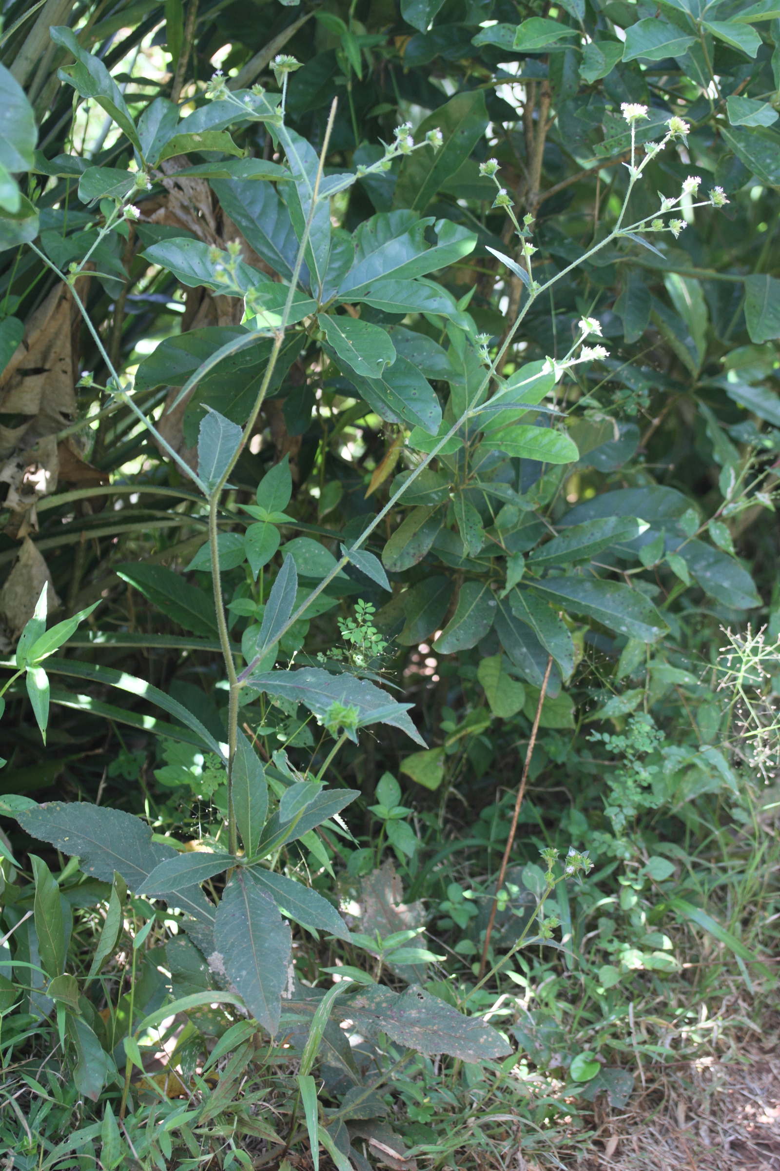 Afficher le média elephantopus_mollis3md elephantopus_mollis3md