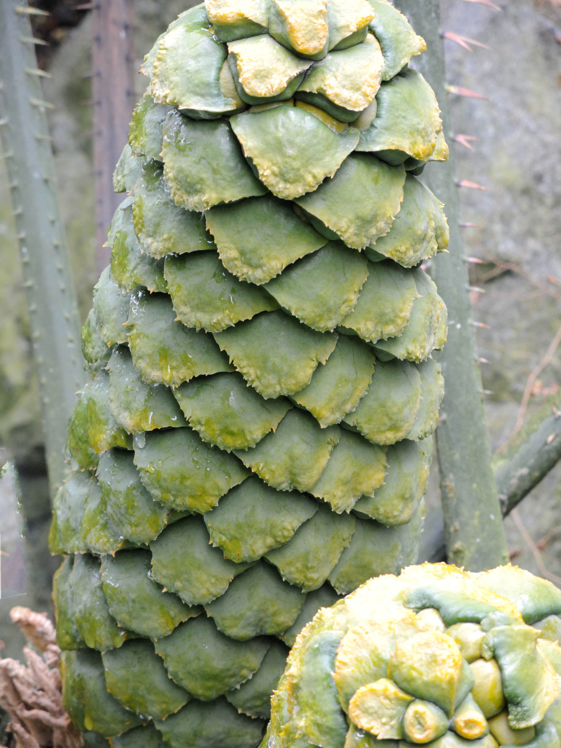 encephalartos_villosus2md