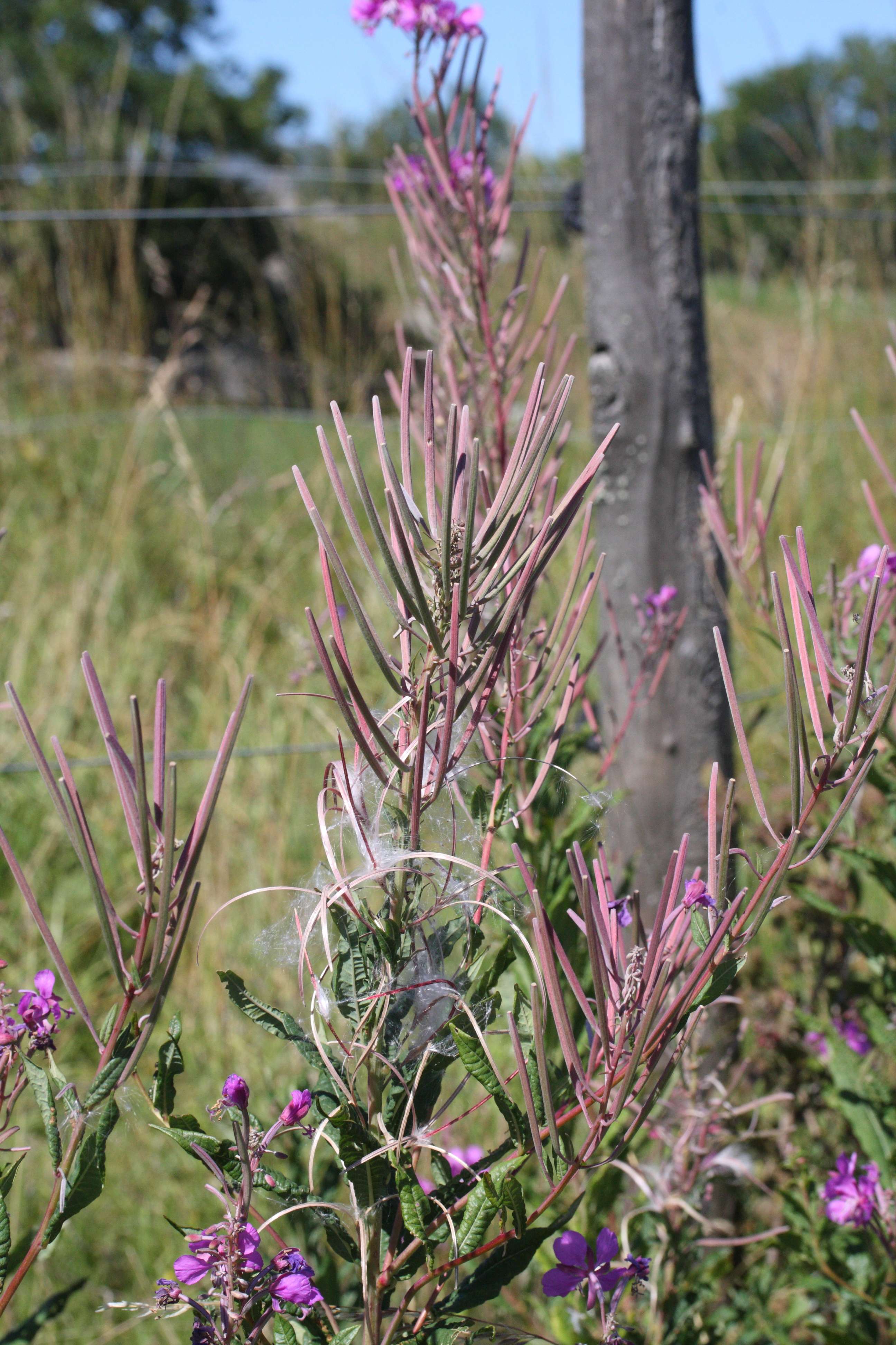 Afficher le média epilobium_angustifolium4md epilobium_angustifolium4md