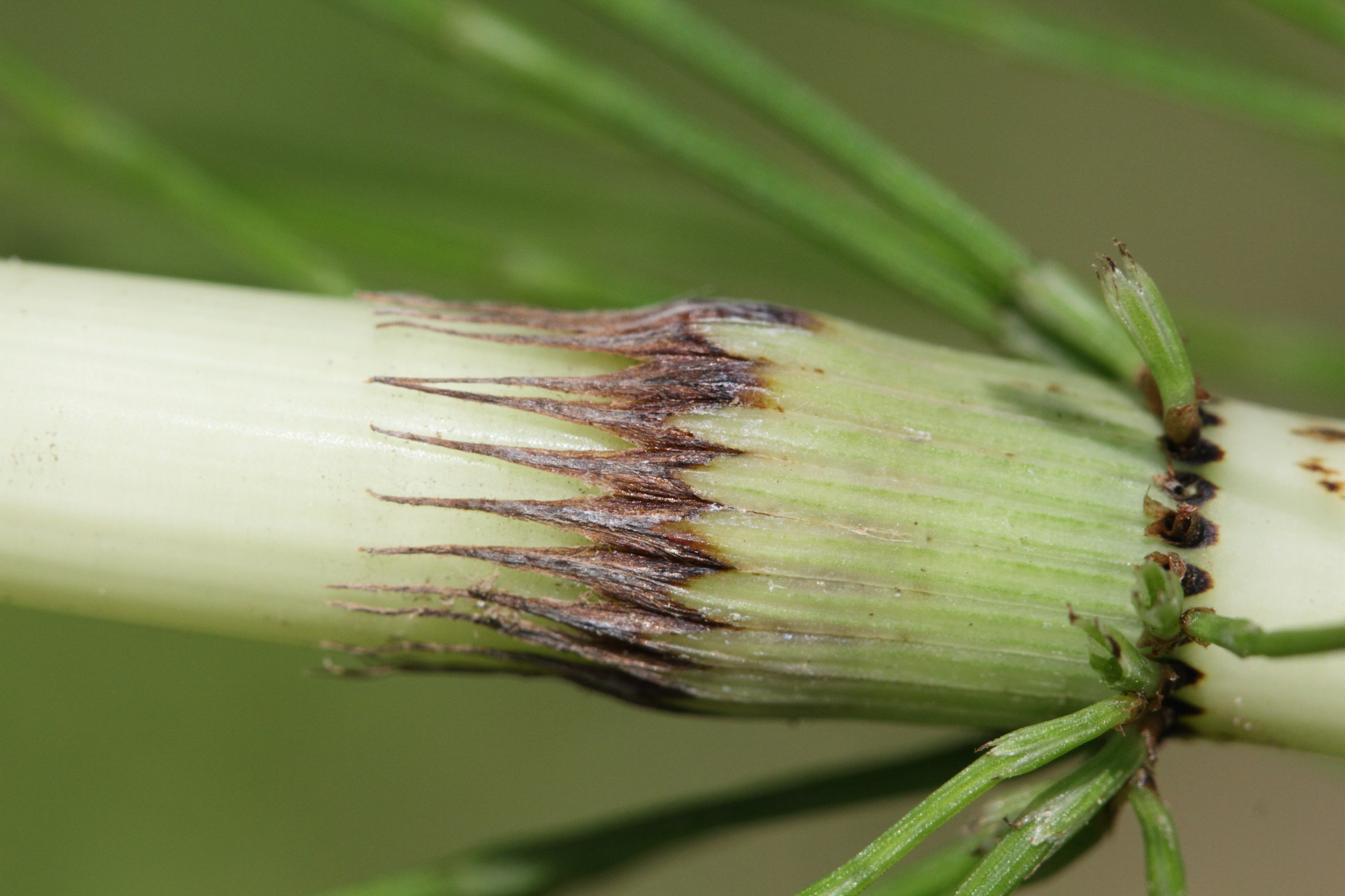 equisetum_telmateia6md