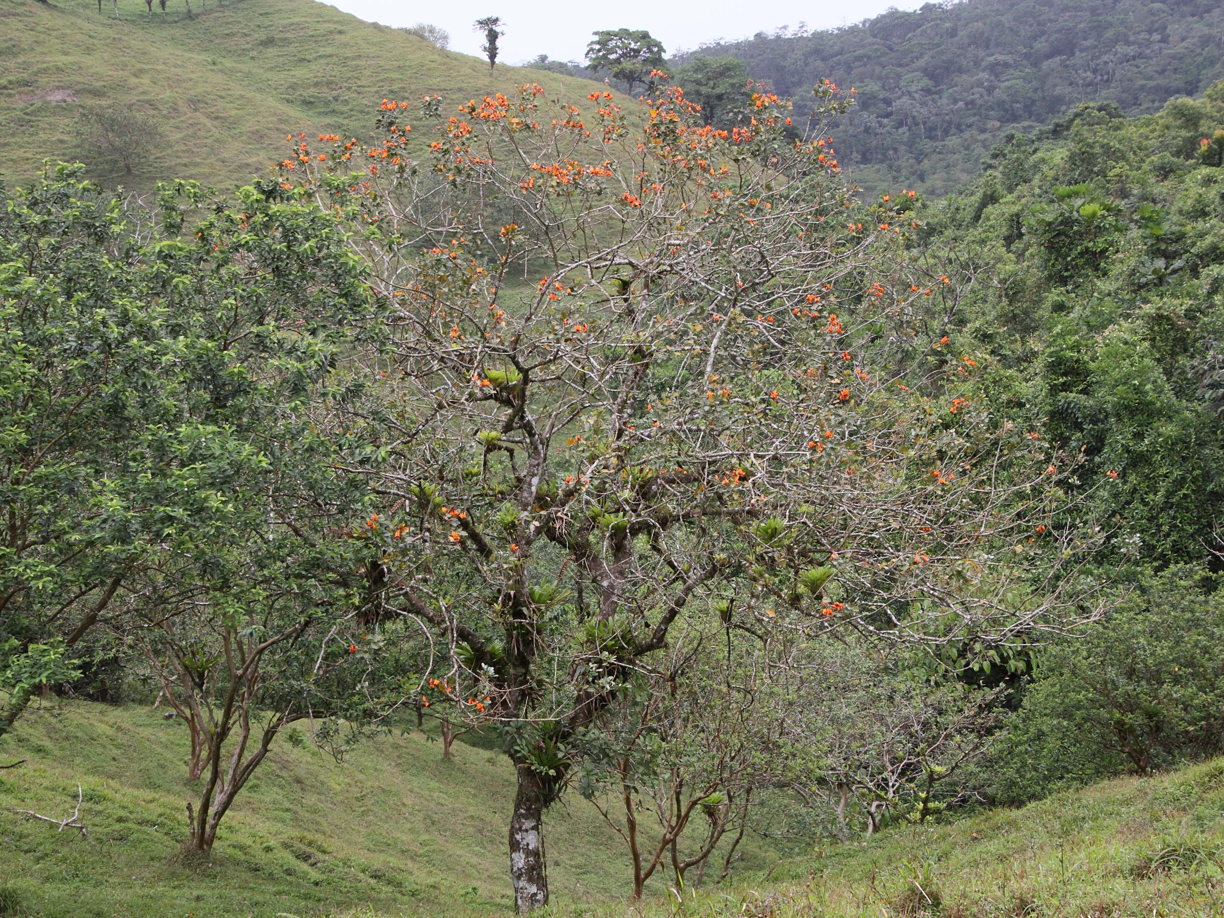 Afficher le média erythrina_fusca4md erythrina_fusca4md