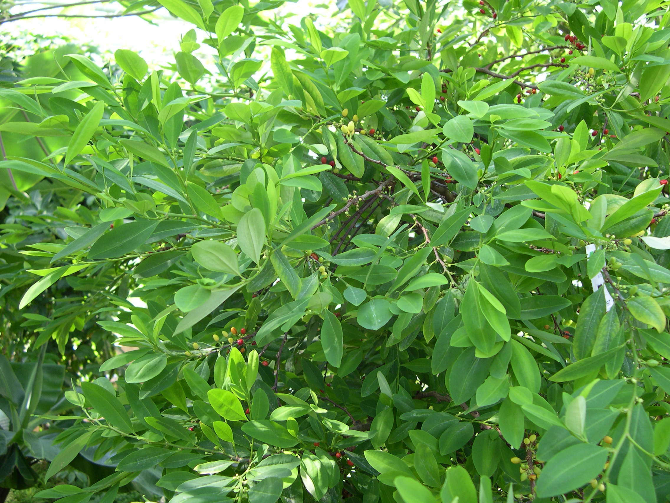 erythroxylum_coca1md