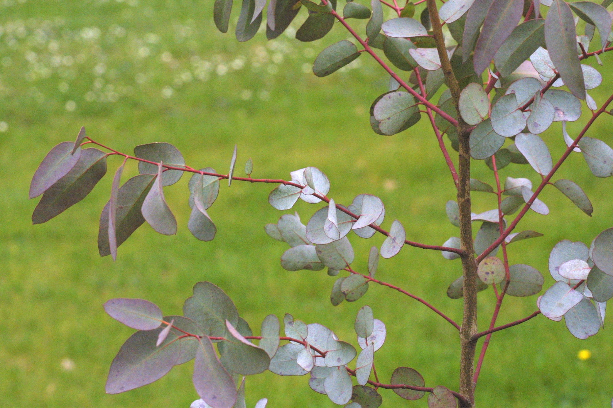 eucalyptus_gunnii3md