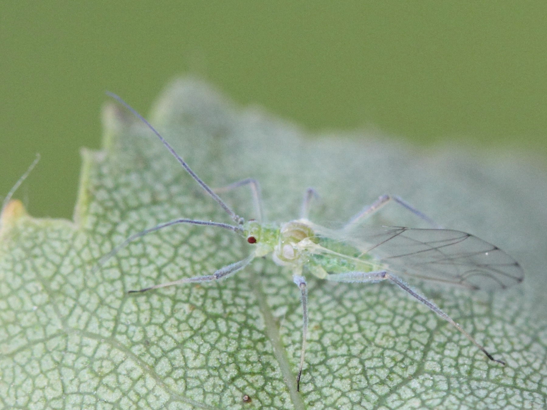 euceraphis_betulae2md