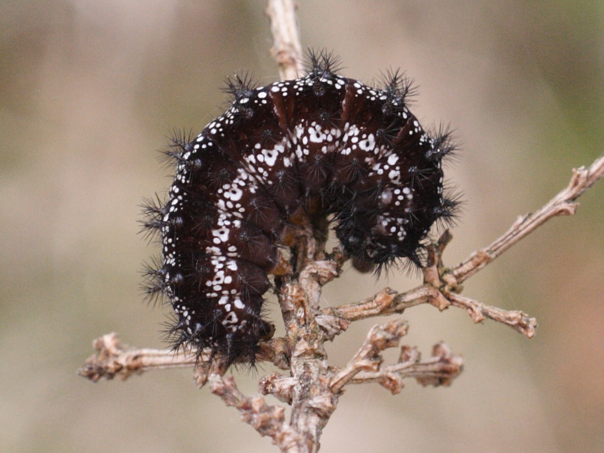 euphydryas_aurinia_ch2md