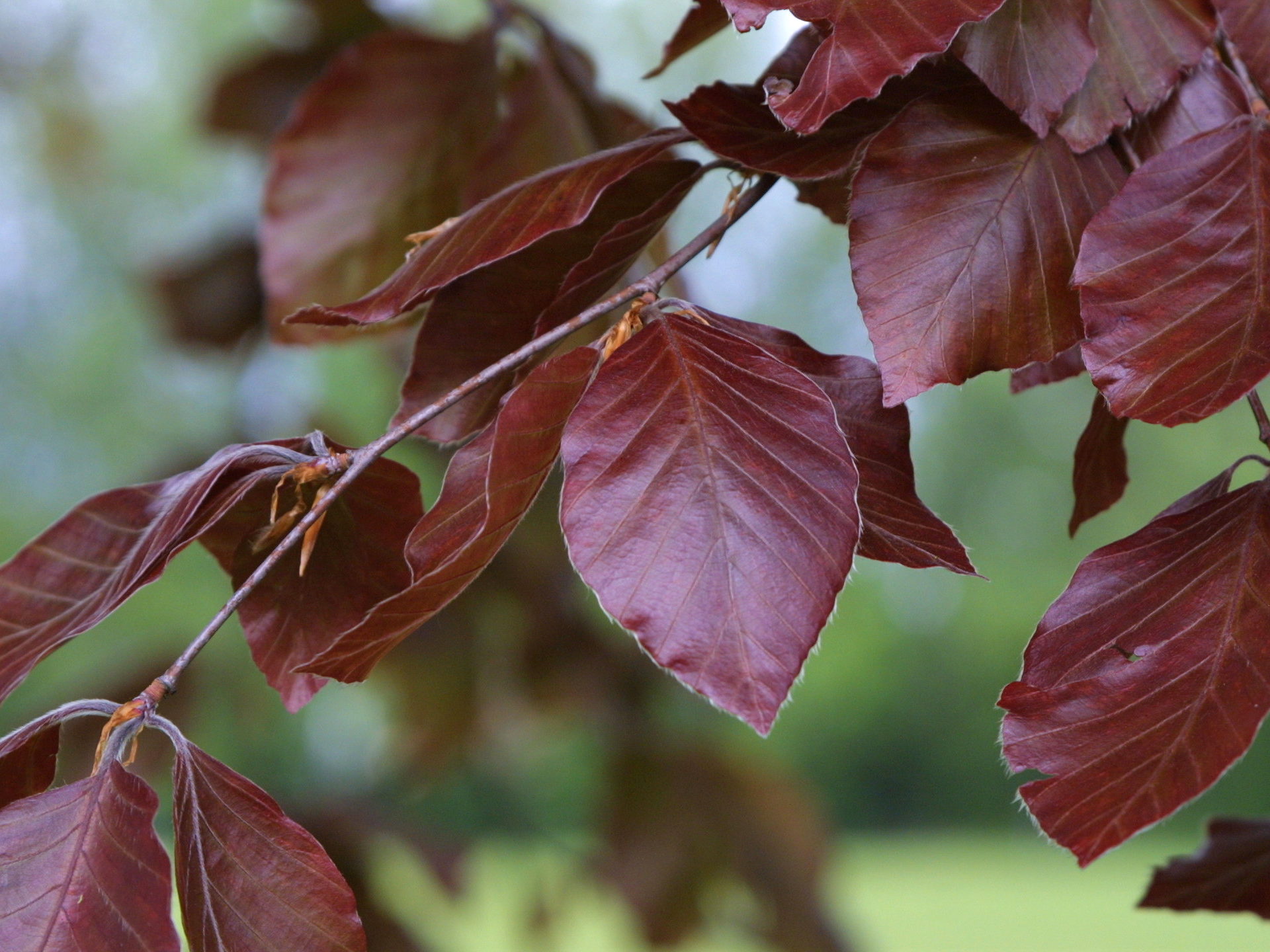 Fagus_sylvatica rubra