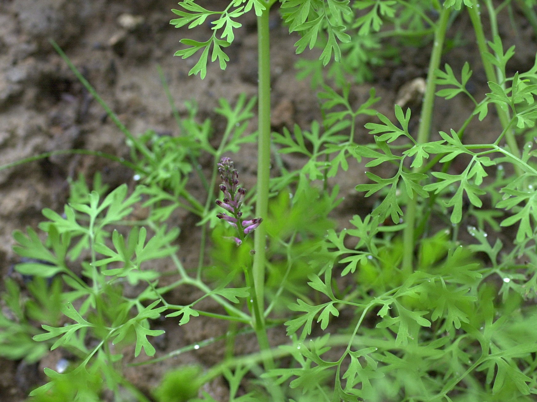 Afficher le média Fumaria_officinalis officinalis Fumaria_officinalis officinalis