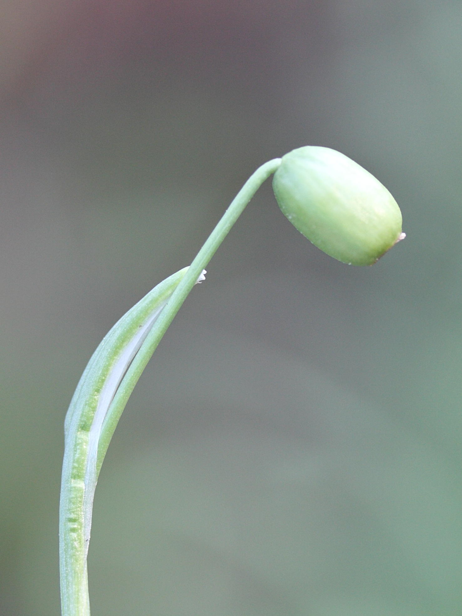 galanthus_nivalis5md