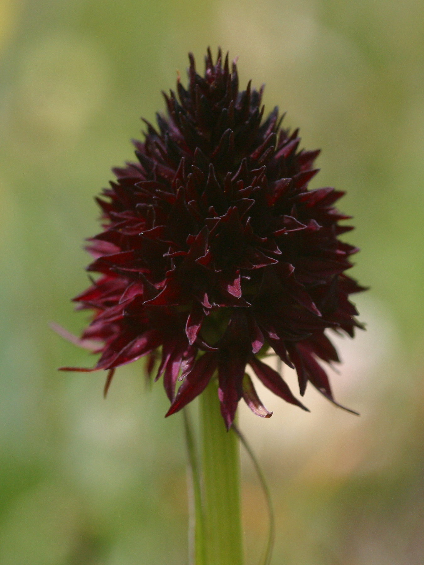 gymnadenia_nigra_rhellicani2bmd