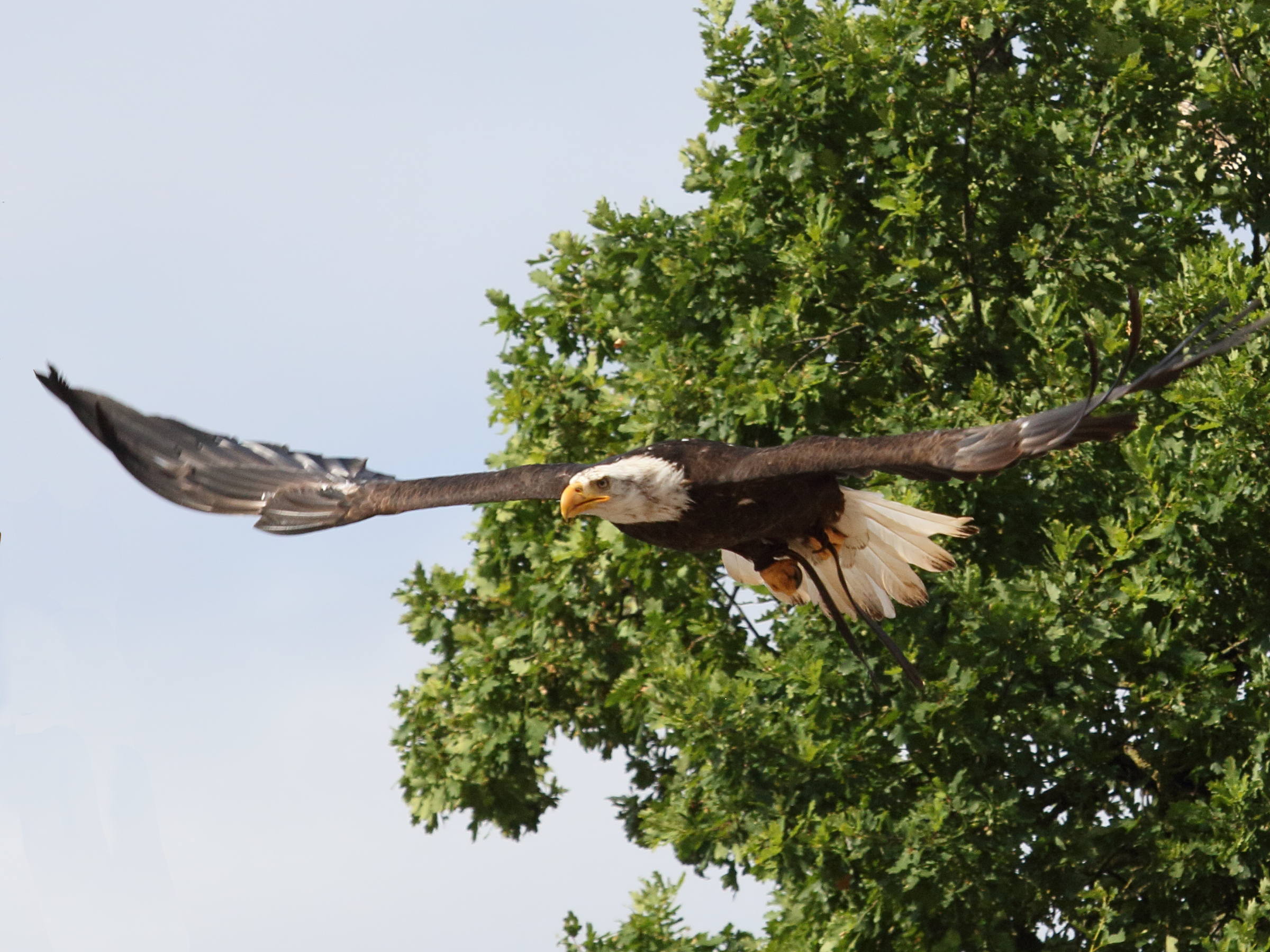 Afficher le média Haliaeetus_leucocephalus Haliaeetus_leucocephalus