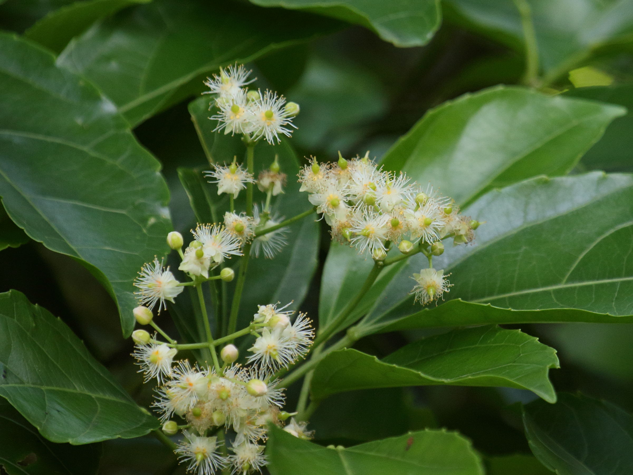 Afficher le média hasseltia_floribunda2bd hasseltia_floribunda2bd