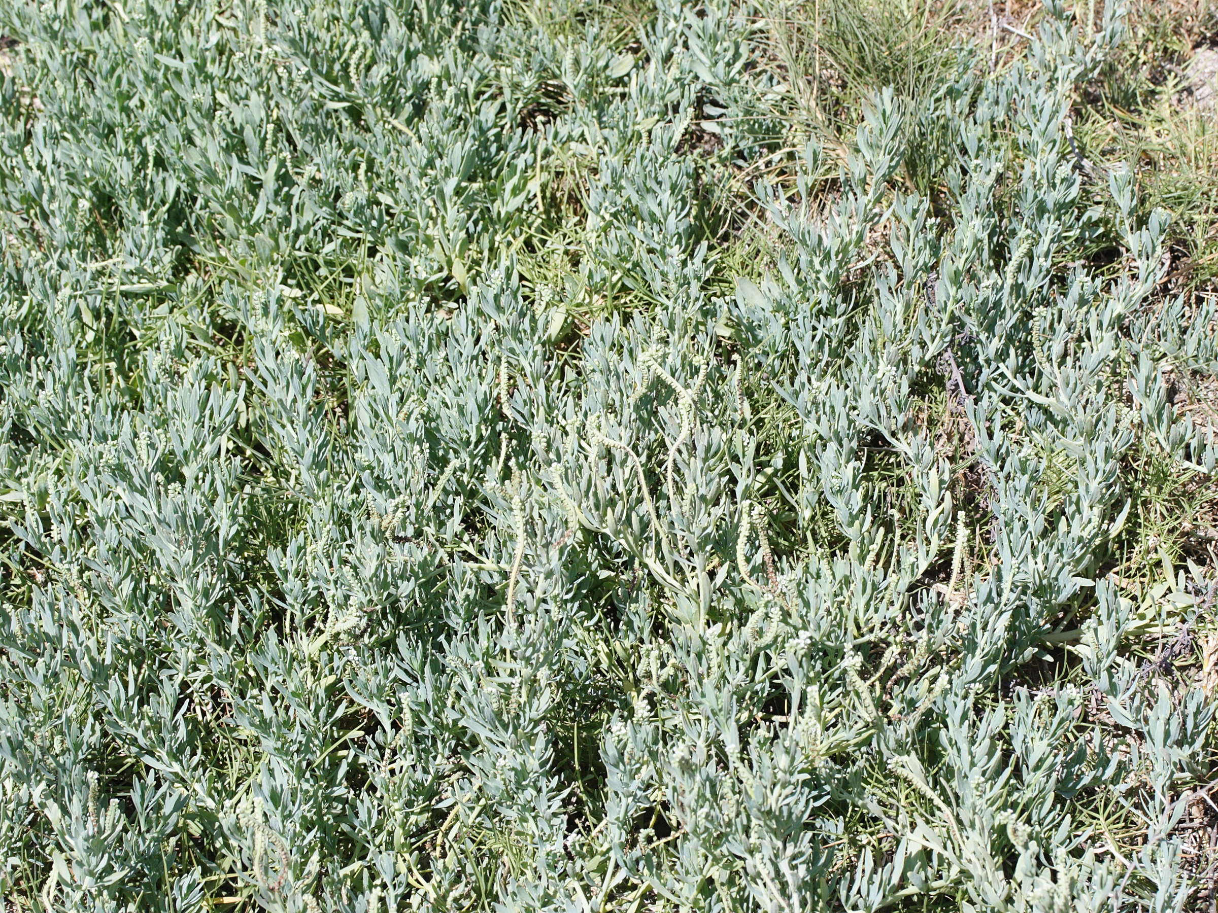 heliotropium_curassavicum1md