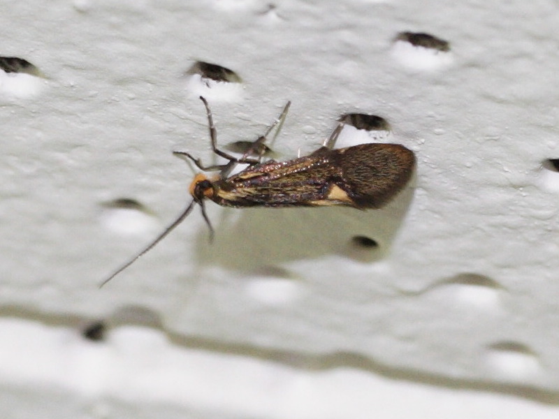 heliozela_hammonella